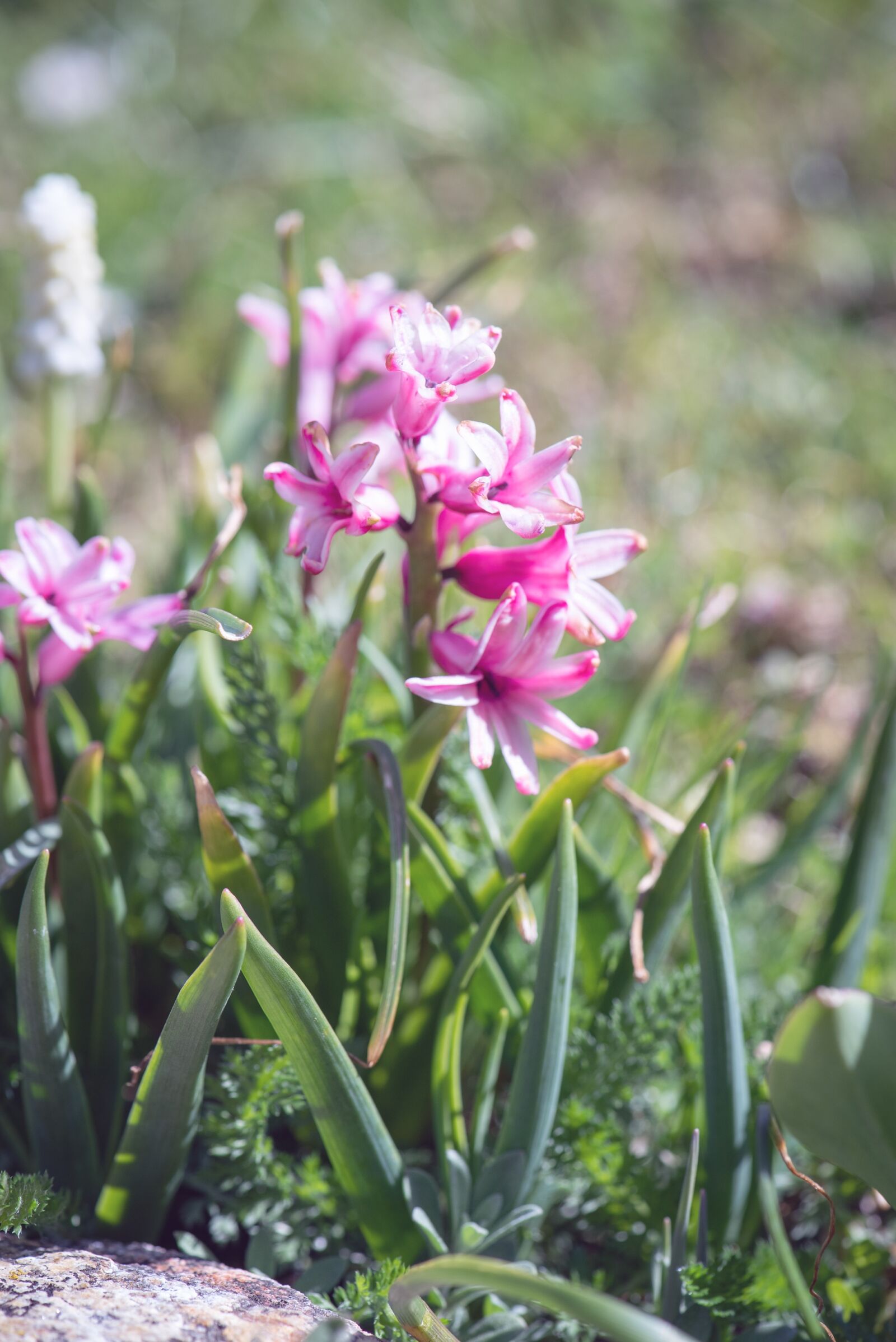 Nikon D750 sample photo. Hyacinth, flower, flowers photography