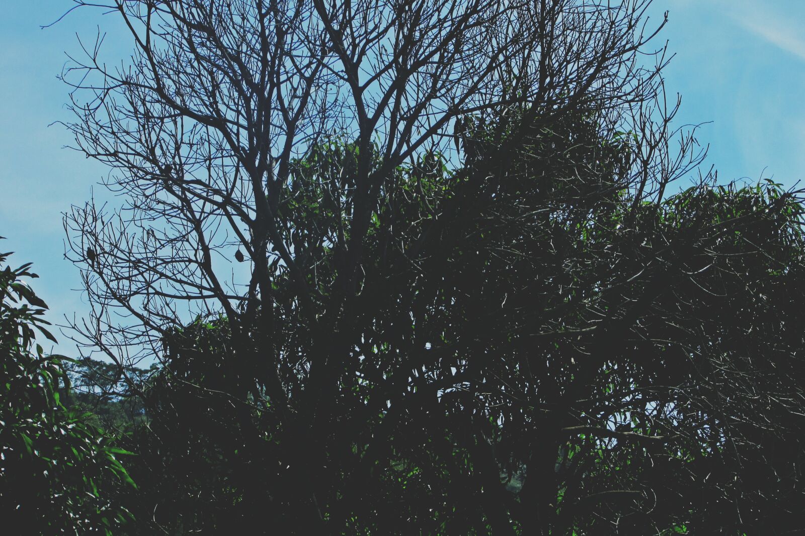 Canon PowerShot SX400 IS sample photo. Autumn, bird, blue, mothernature photography