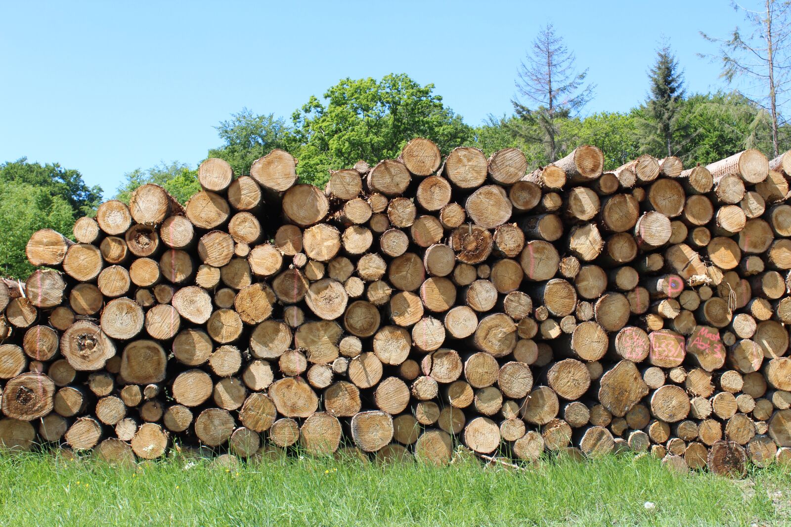 Canon EOS 1300D (EOS Rebel T6 / EOS Kiss X80) sample photo. Wood, firewood, holzstapel photography
