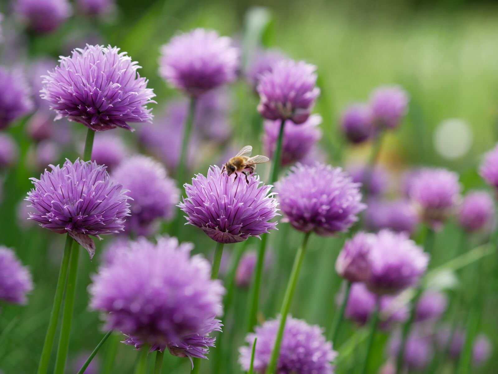 Panasonic Lumix DMC-GX85 (Lumix DMC-GX80 / Lumix DMC-GX7 Mark II) sample photo. Chives, purple, chive flowers photography