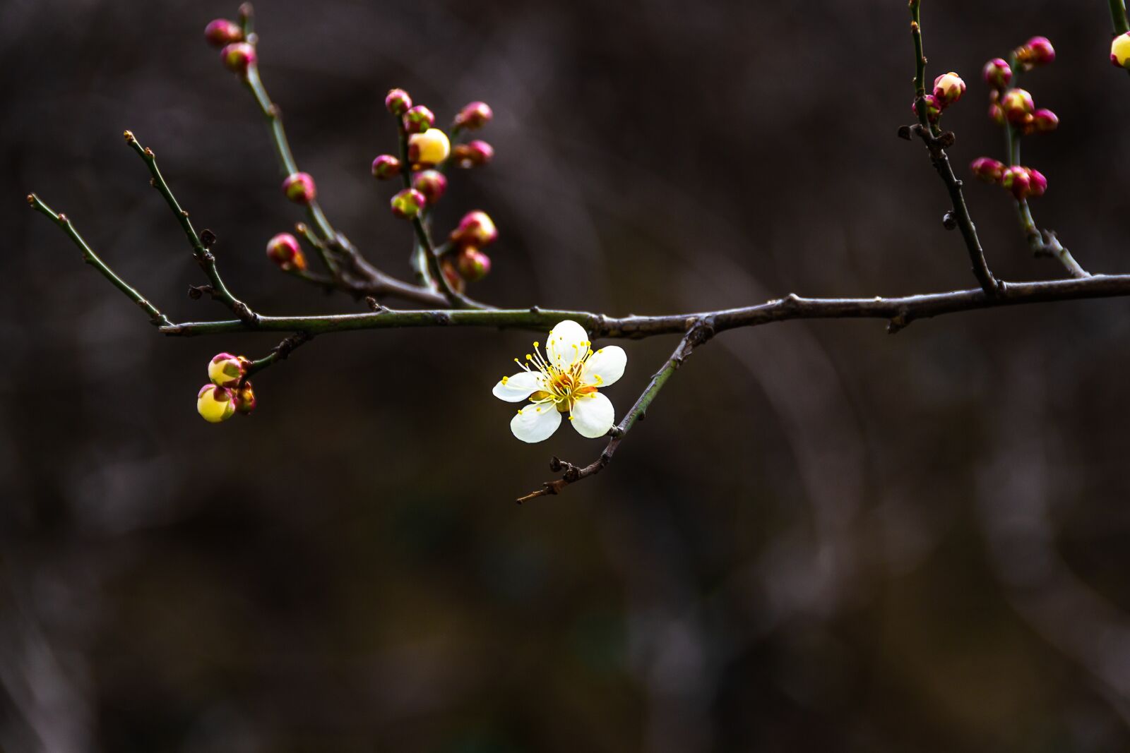Nikon D3100 sample photo. Plum, spring flowers, republic photography