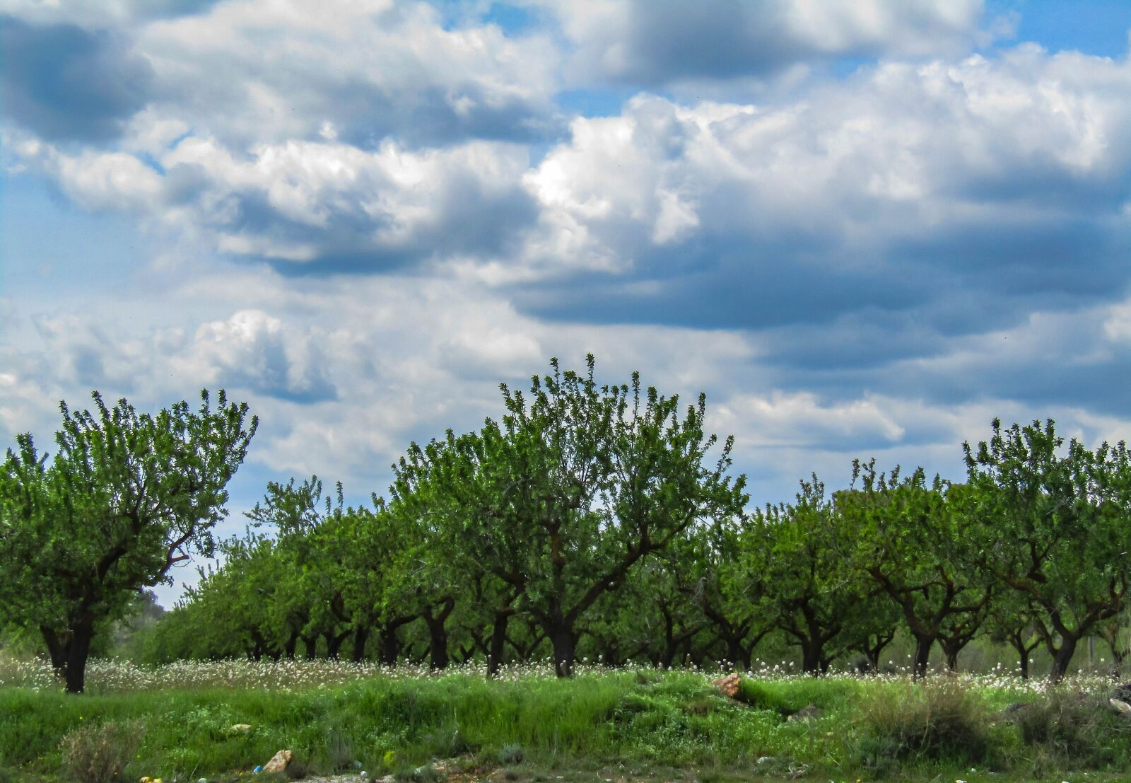 Canon PowerShot SX410 IS sample photo. Nature, tree, landscape photography