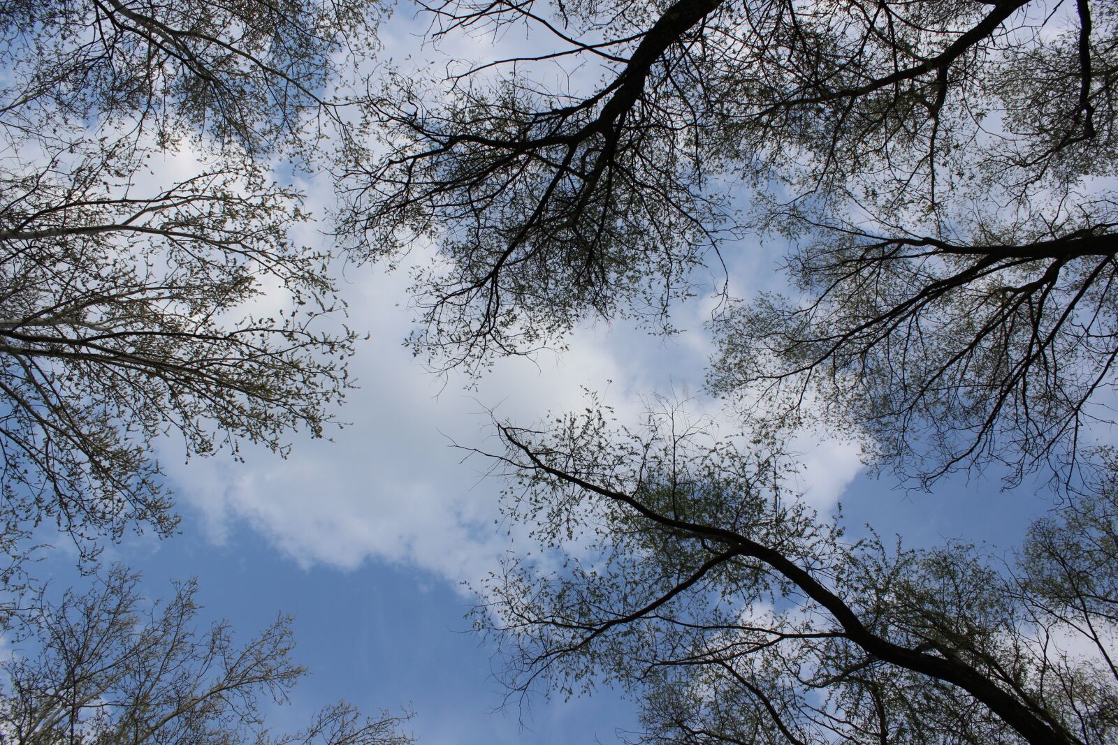 Canon EOS 600D (Rebel EOS T3i / EOS Kiss X5) sample photo. Tree, sky, branch photography