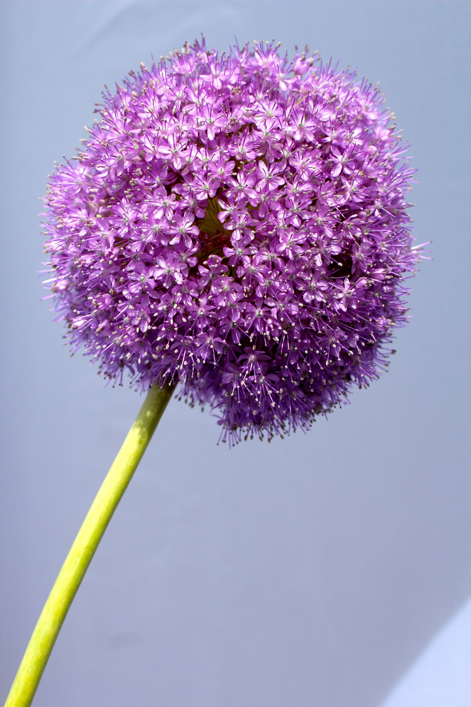 Canon EOS 600D (Rebel EOS T3i / EOS Kiss X5) + Canon EF 50mm F1.4 USM sample photo. Allium, purple, ball photography