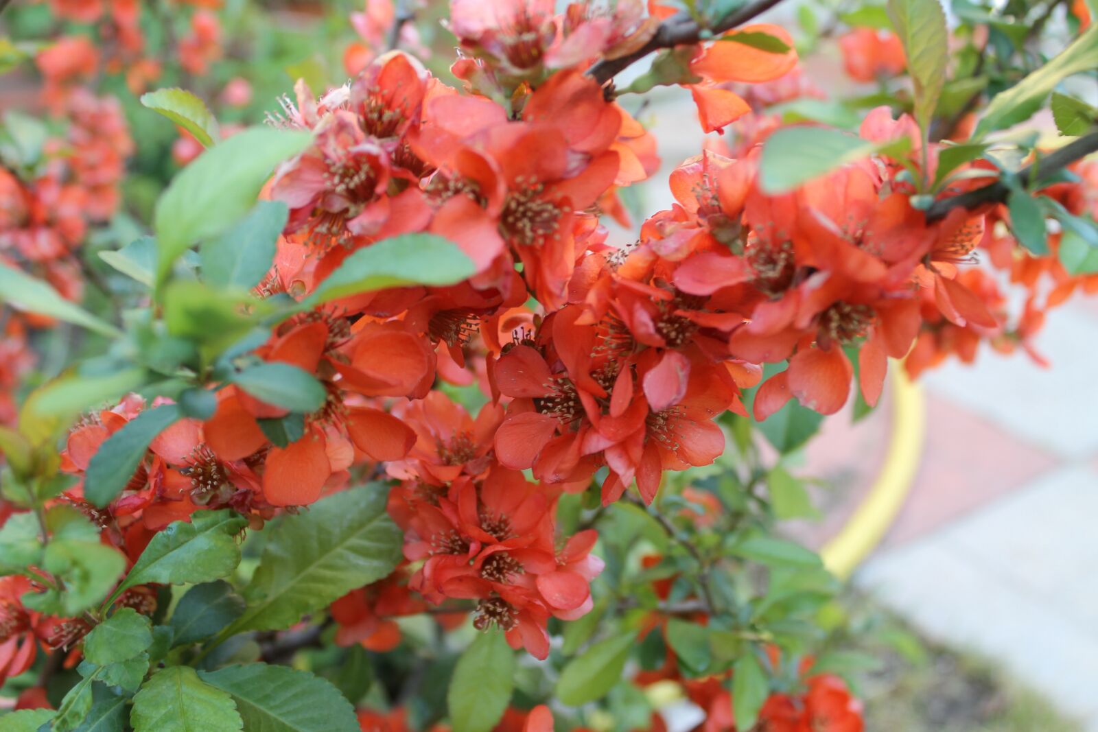 Canon EOS 1100D (EOS Rebel T3 / EOS Kiss X50) sample photo. Bloom, spring, cherry plum photography