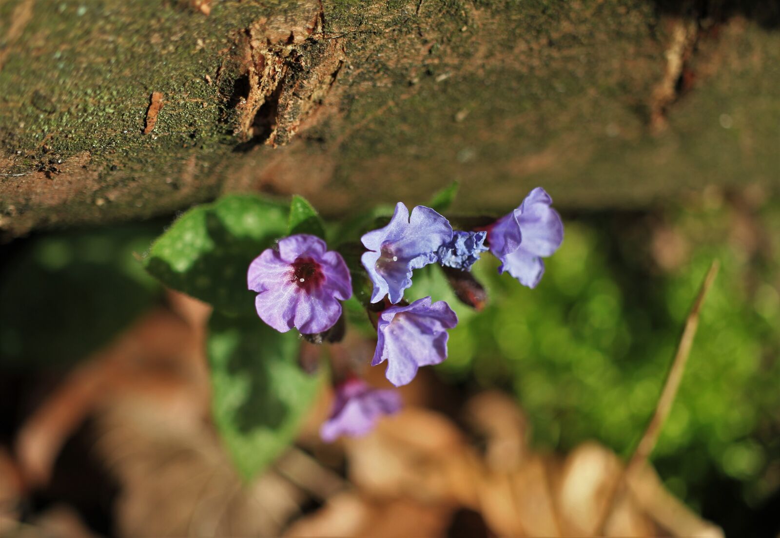 Canon EOS 7D sample photo. Lungwort, blue, small photography