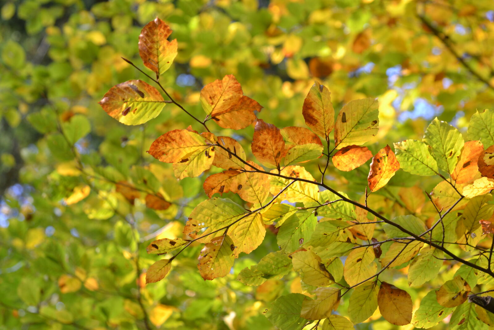 Nikon D3100 sample photo. Autumn, autumn, leaf, autumn photography