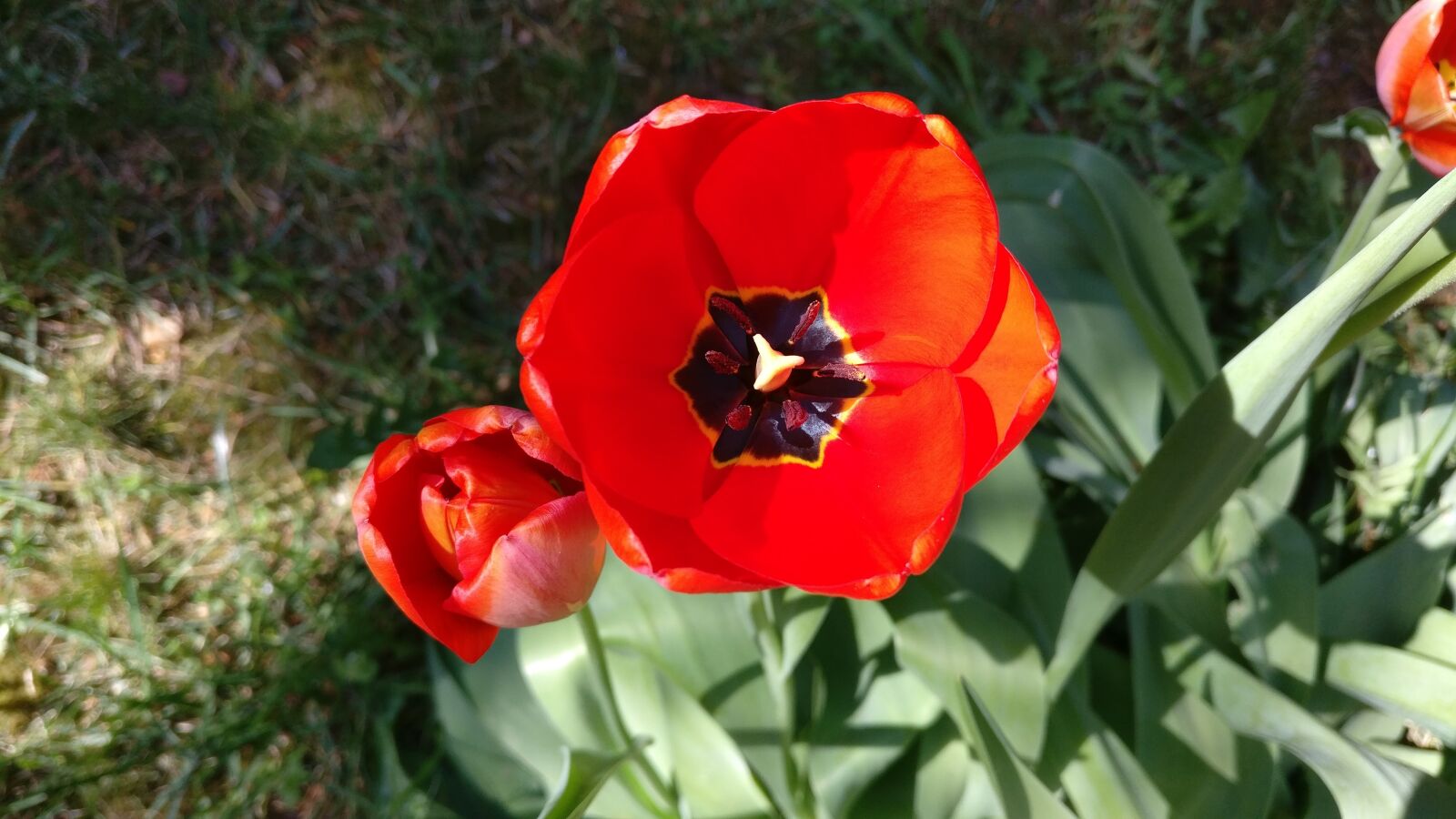OnePlus A3003 sample photo. Tulip, flower, tulips photography