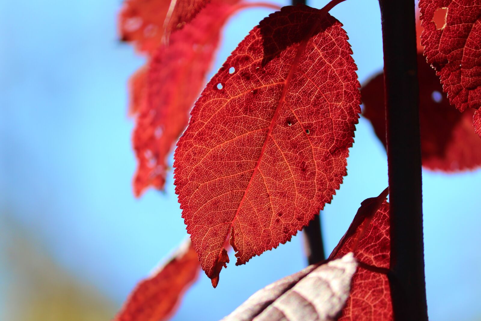 Canon EOS 200D (EOS Rebel SL2 / EOS Kiss X9) + Canon EF-S 55-250mm F4-5.6 IS II sample photo. Leaf, red, autumn photography