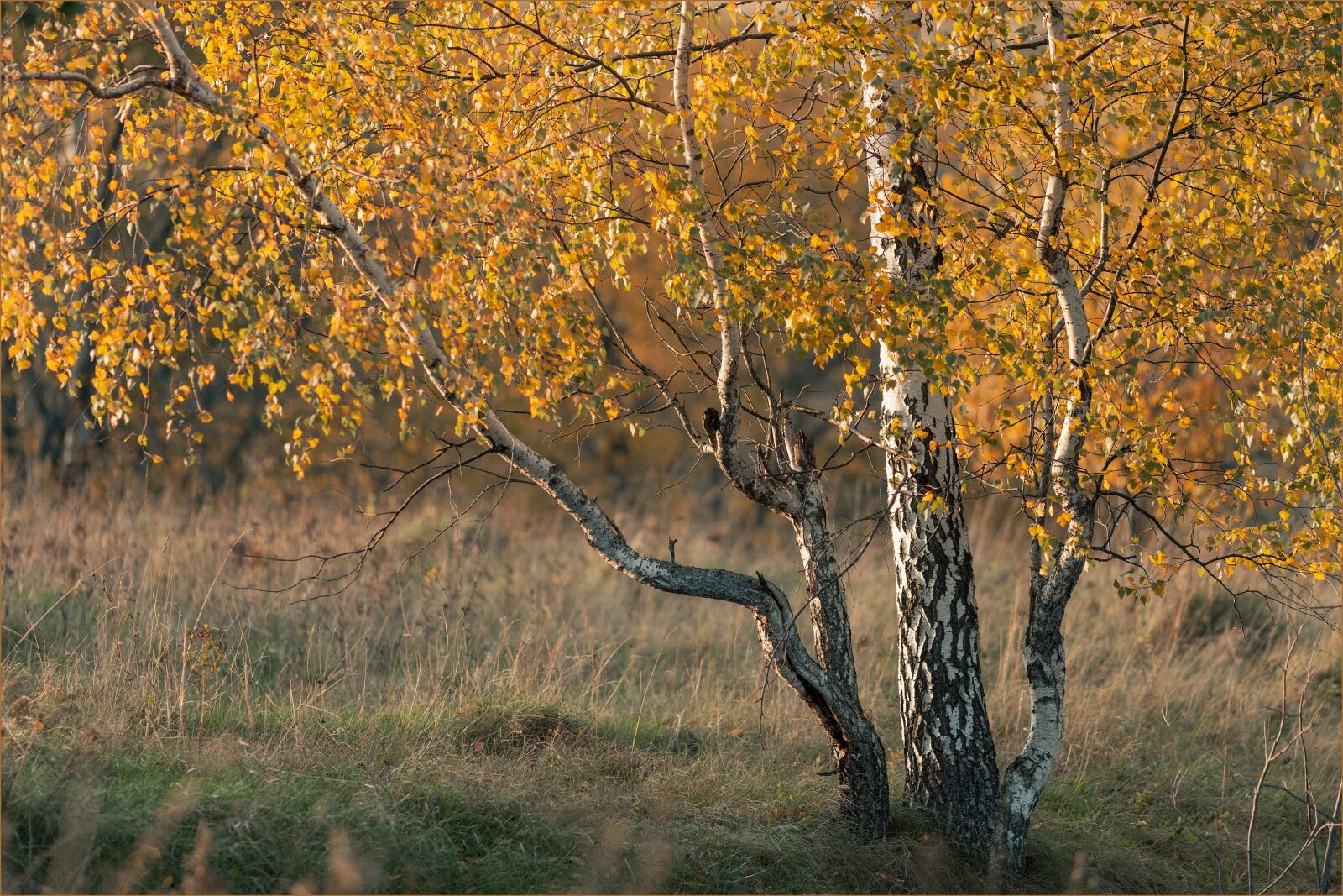 Canon EF 200mm F2.8L II USM sample photo. Birch, autumn, golden autumn photography