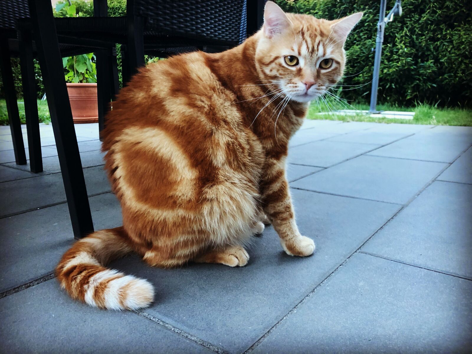 iPhone 8 back camera 3.99mm f/1.8 sample photo. Katze, kätzchen, gustaf photography