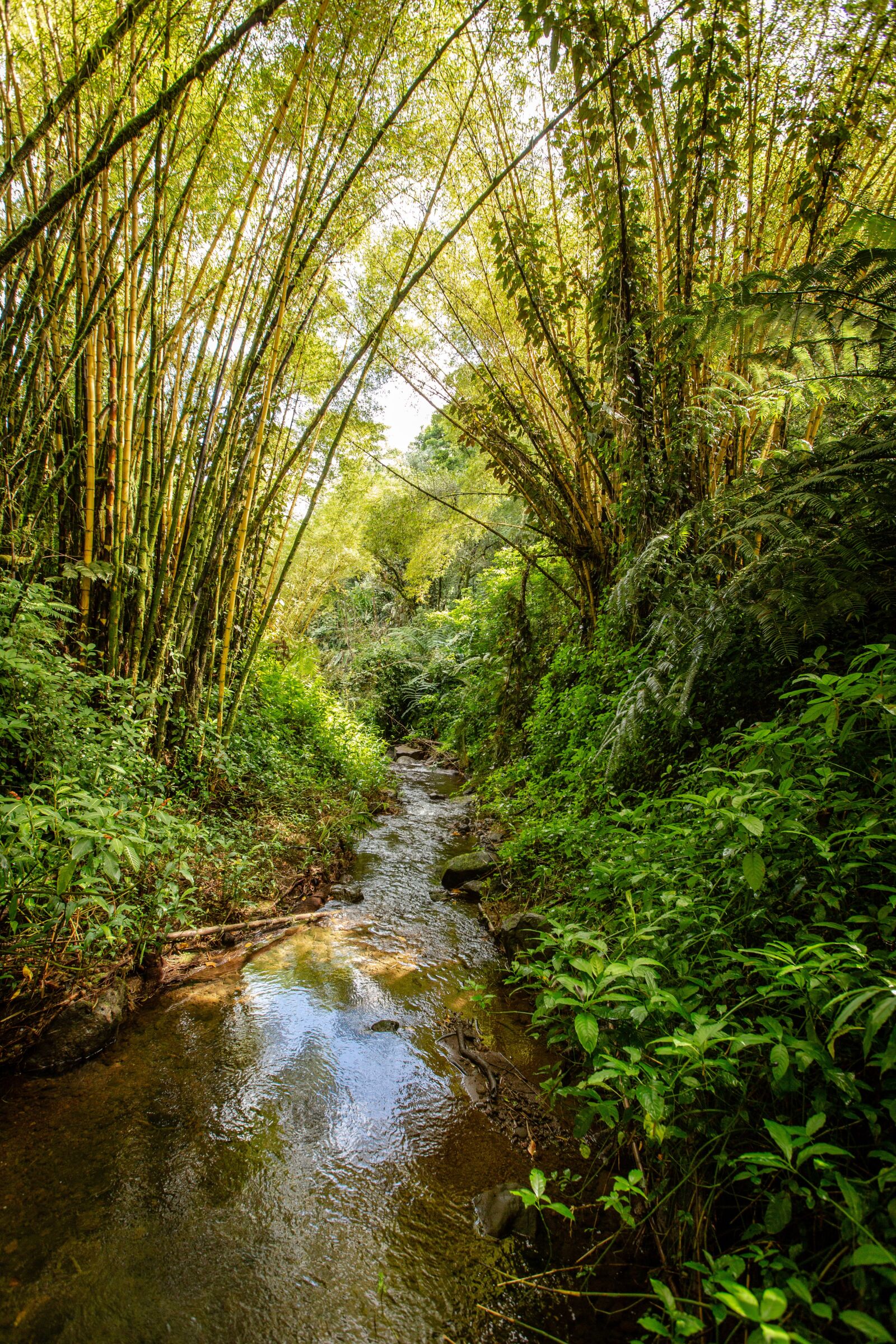 Canon EF 16-35mm F2.8L II USM sample photo. Hawaii, palm trees, foliage photography