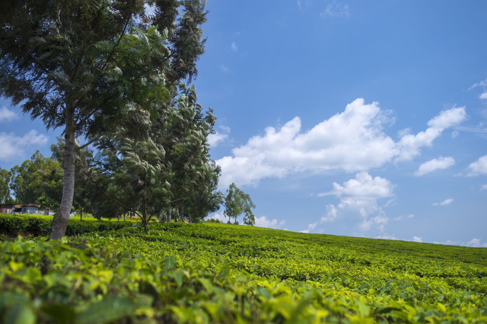 Nikon D4S sample photo. Tea plantation, wallpaper, green photography