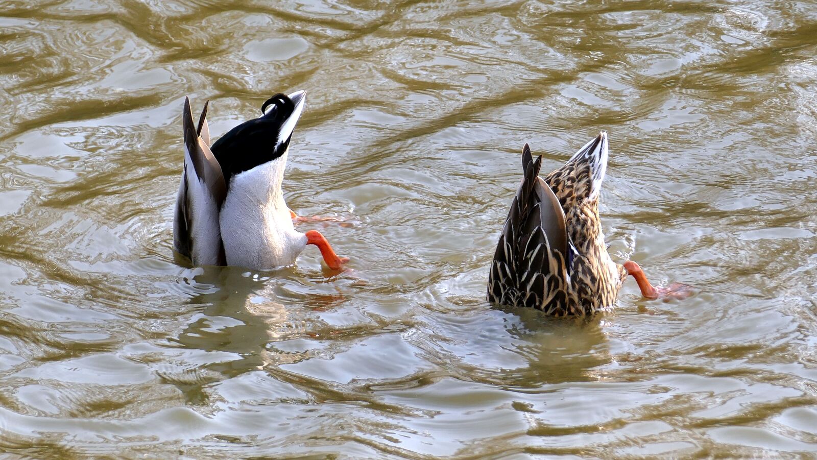 Panasonic Lumix DMC-FZ1000 sample photo. Animals, ducks, pair of photography