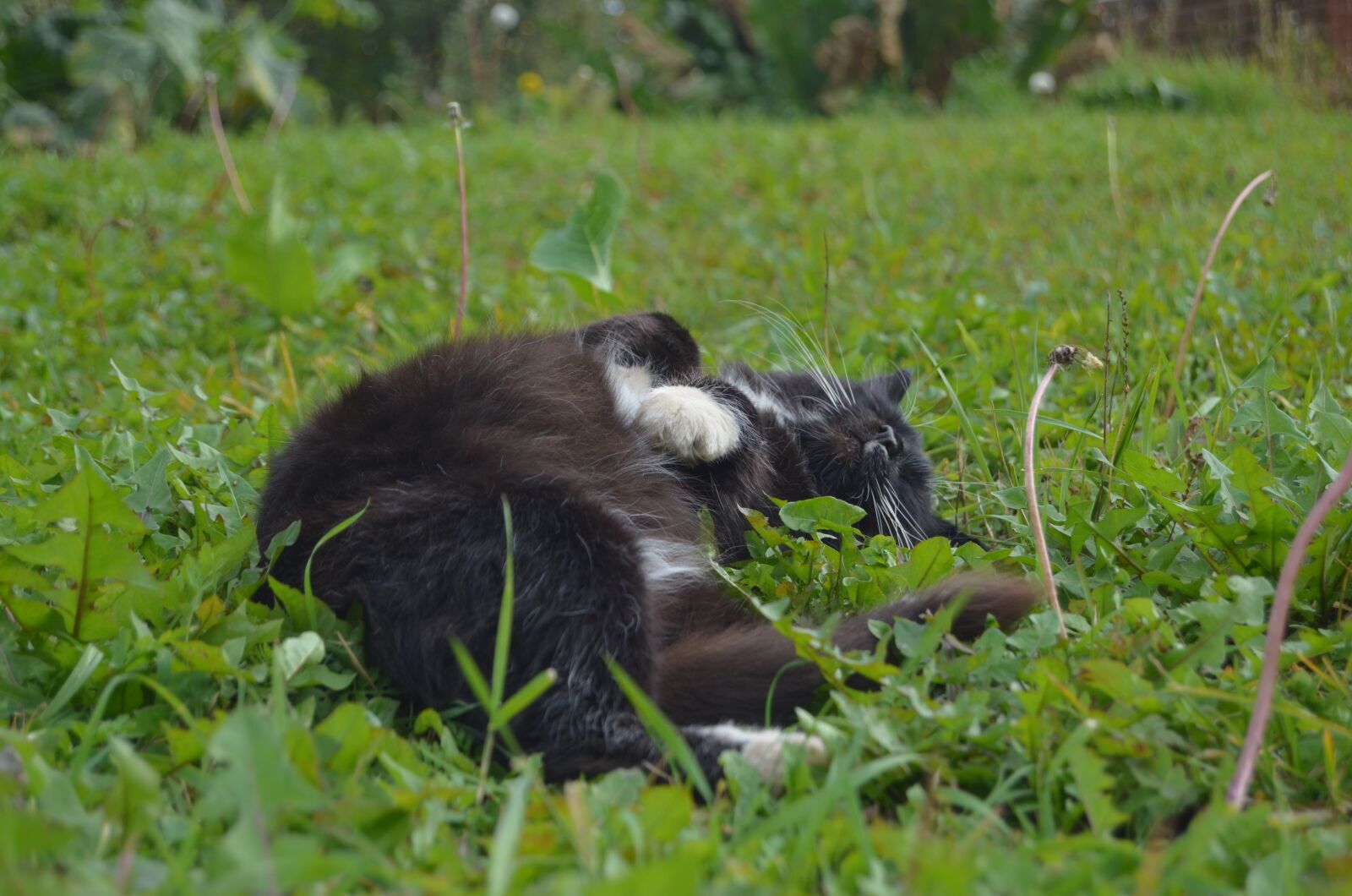 Nikon D5100 sample photo. Cat, village, summer photography