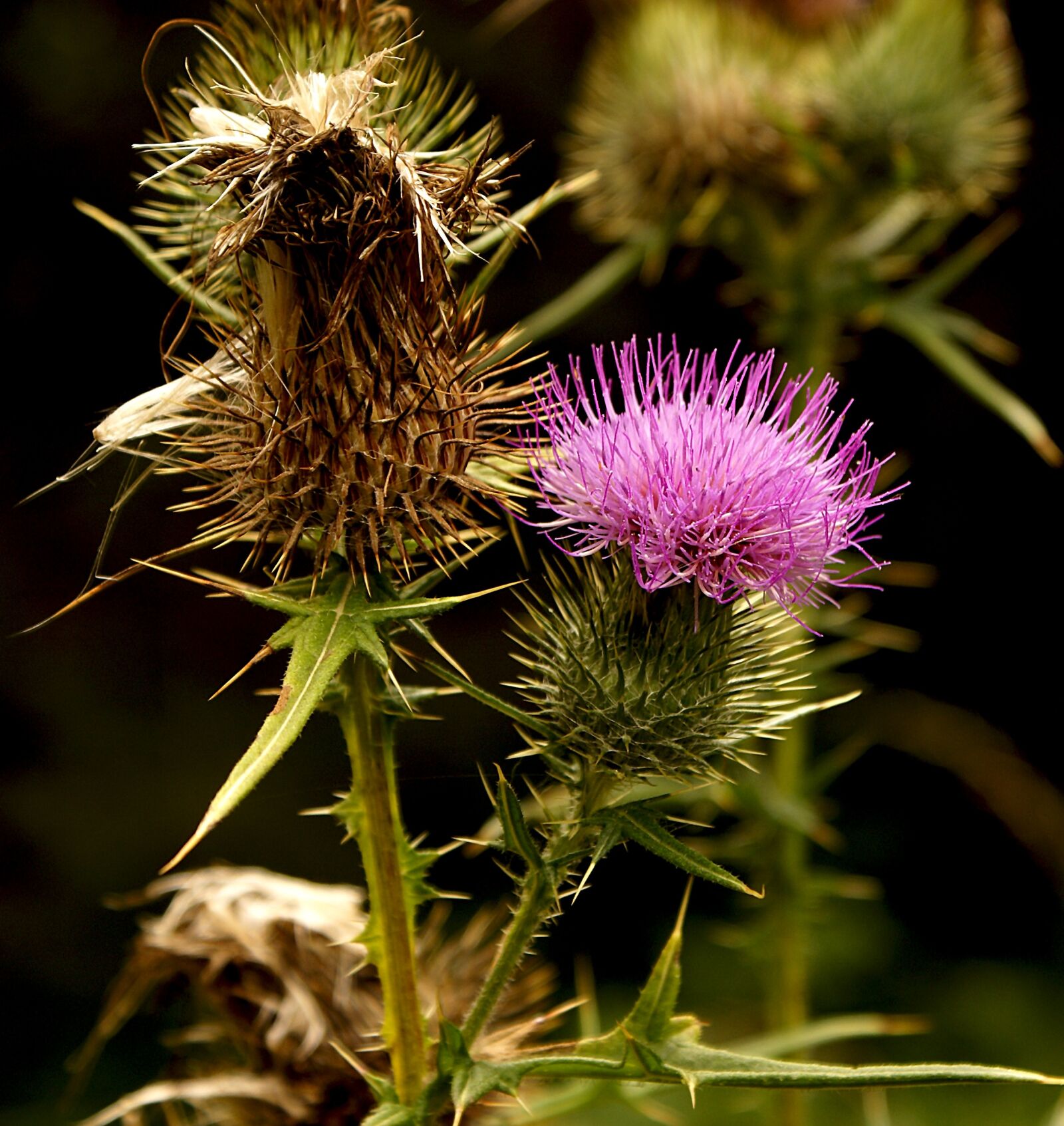 Sony Alpha DSLR-A100 sample photo. Thistle, stinging, nature photography