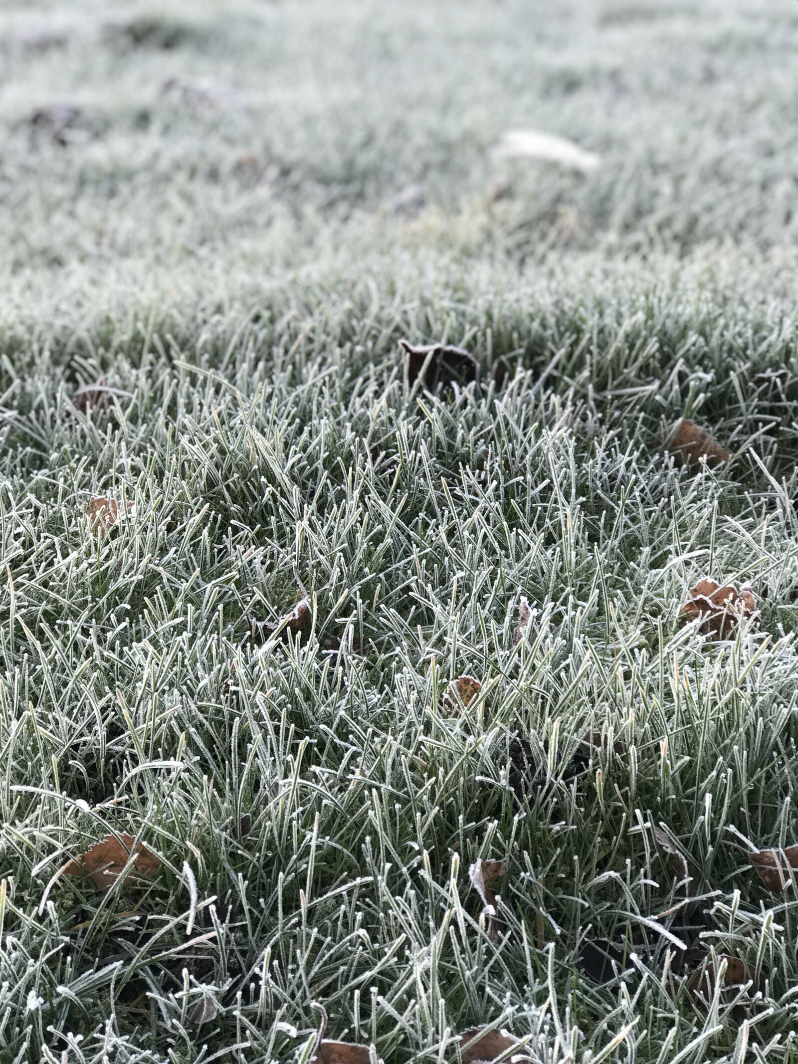 Apple iPhone 7 Plus sample photo. Frost, weather, winter photography
