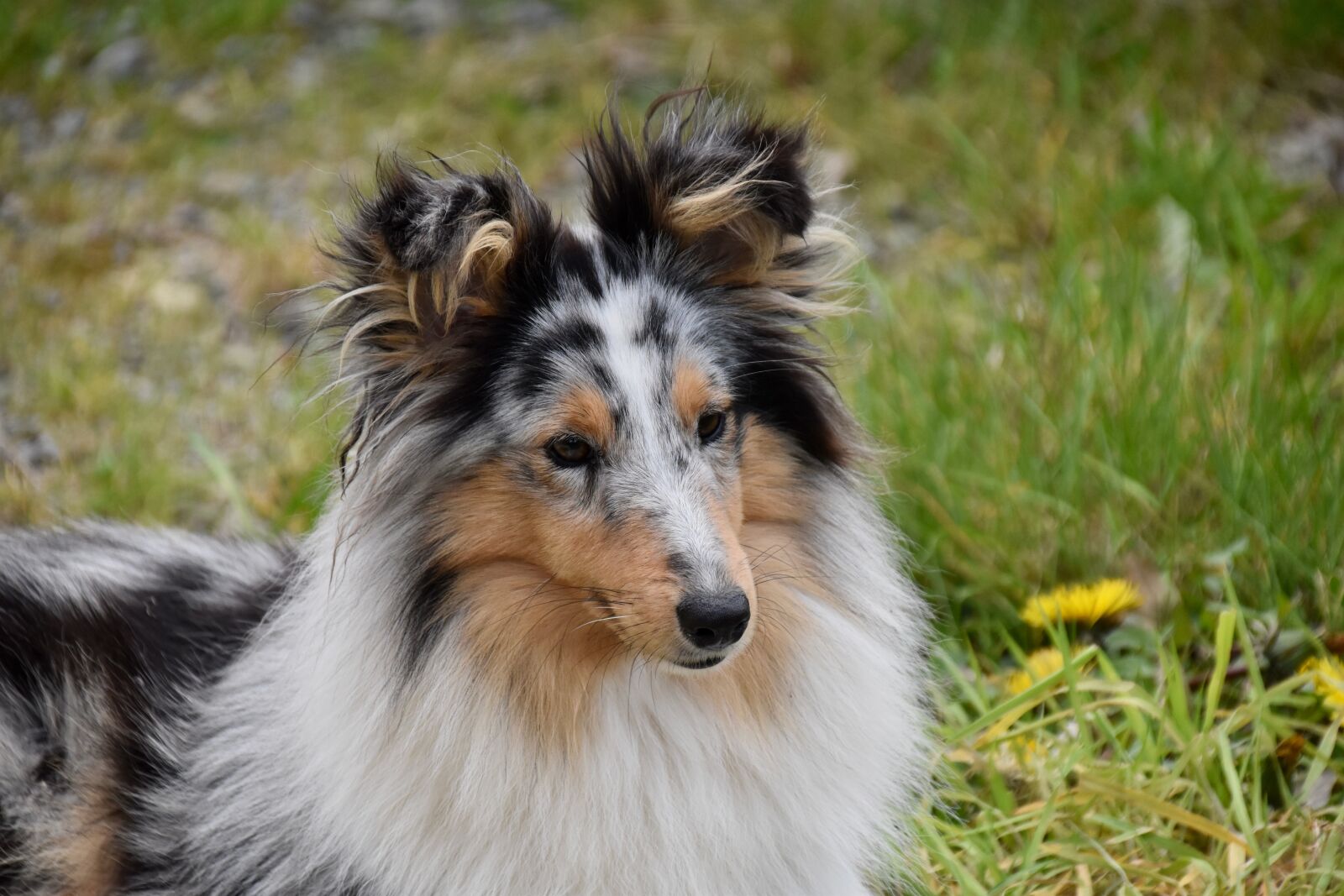 Nikon D5600 sample photo. Dog, bitch, shetland sheepdog photography
