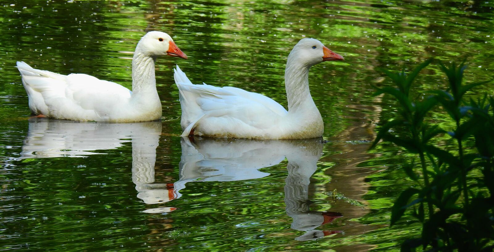 Nikon Coolpix P900 sample photo. Goose, water bird, animal photography