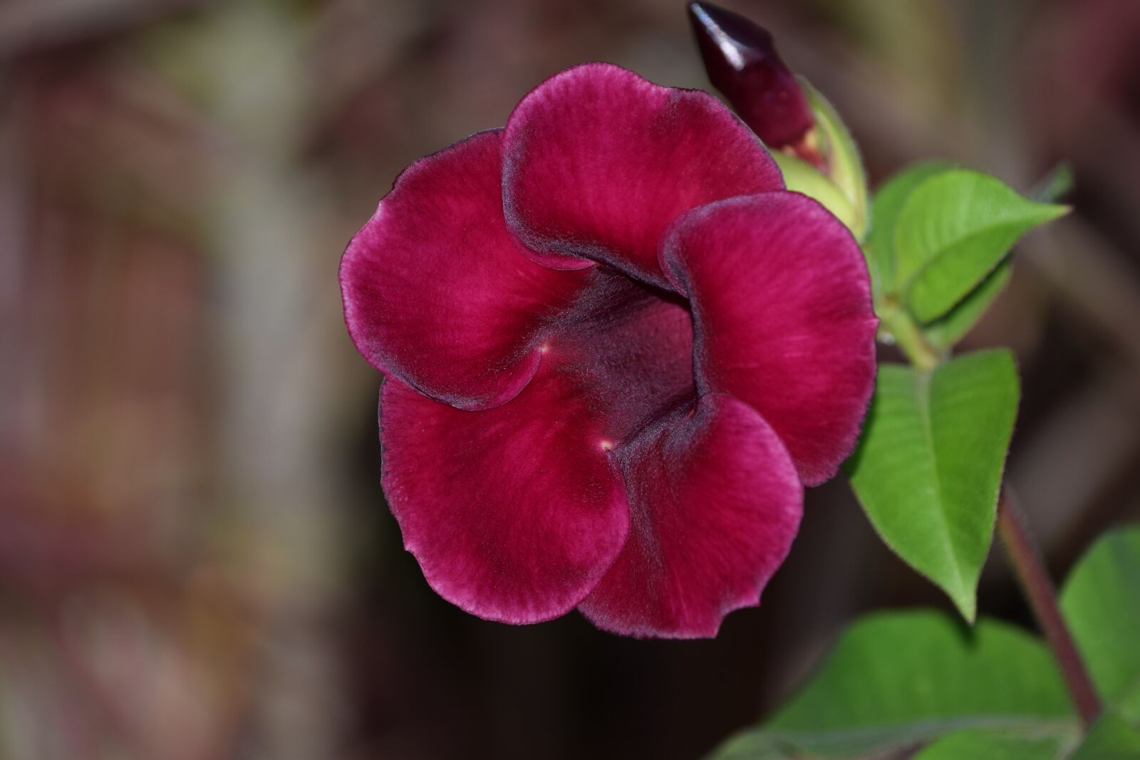 Nikon D5300 sample photo. Flower, desabrocar, spring photography