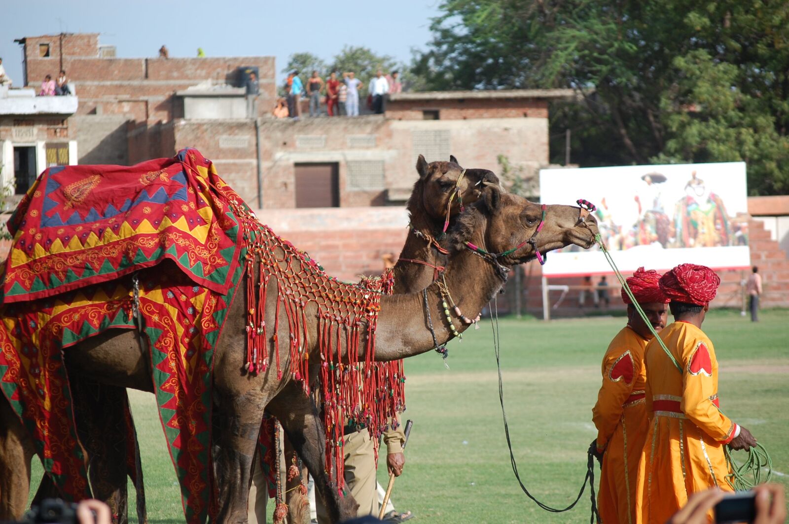 Nikon D40 sample photo. Jaipur, rajasthan, camels photography