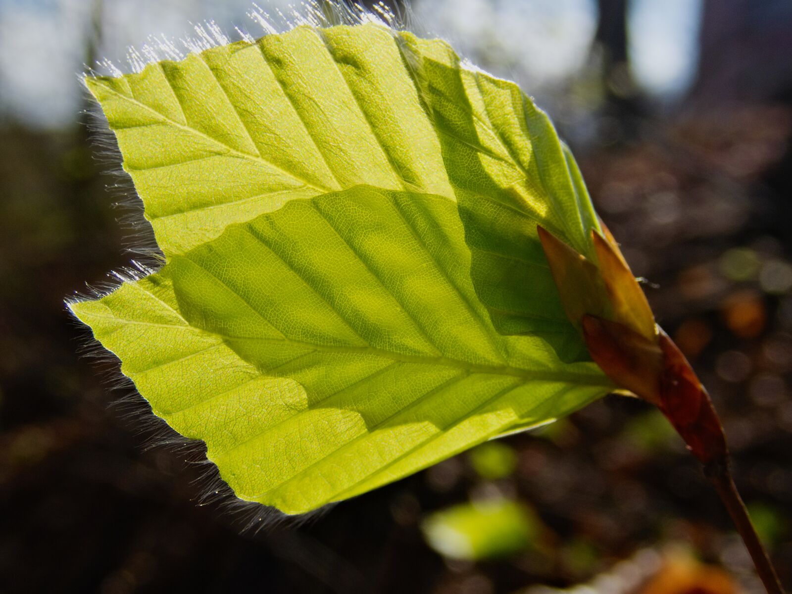 Olympus TG-5 sample photo. Leaf, leaves, beech leaf photography