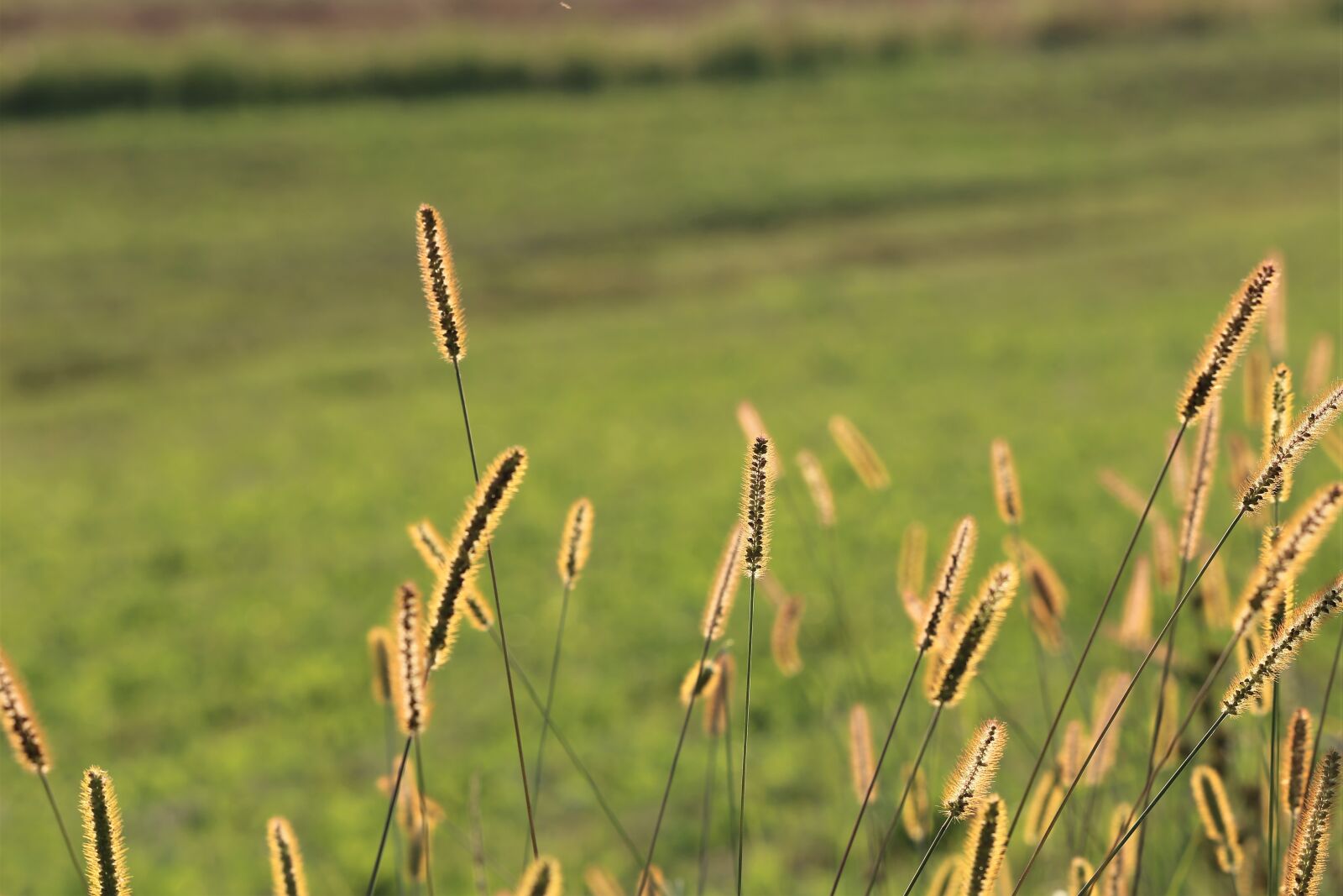 Canon EF 70-300 F4-5.6 IS II USM sample photo. Meadow, grass, evening photography