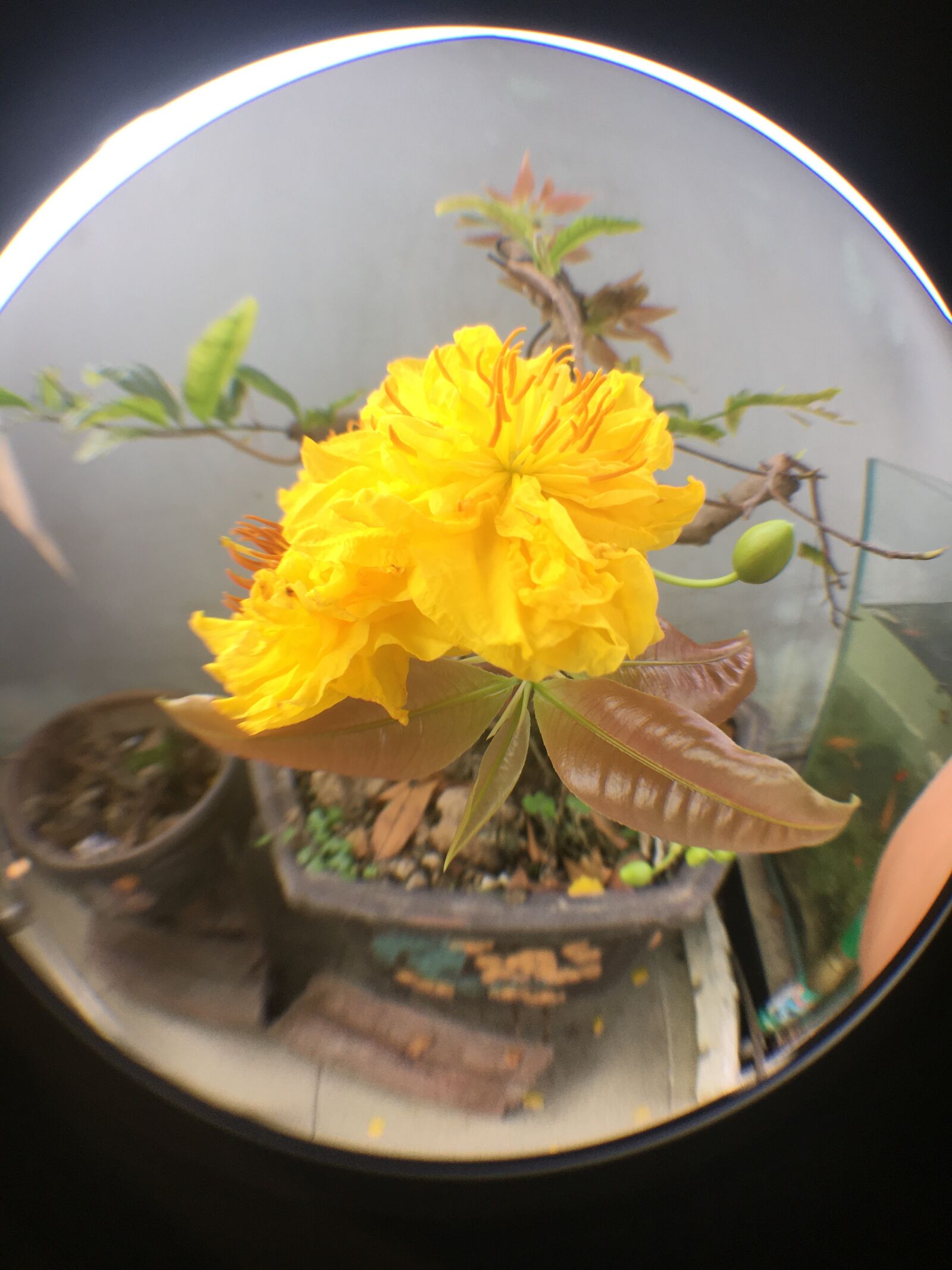 Apple iPhone 6s sample photo. Tags separated by comma photography