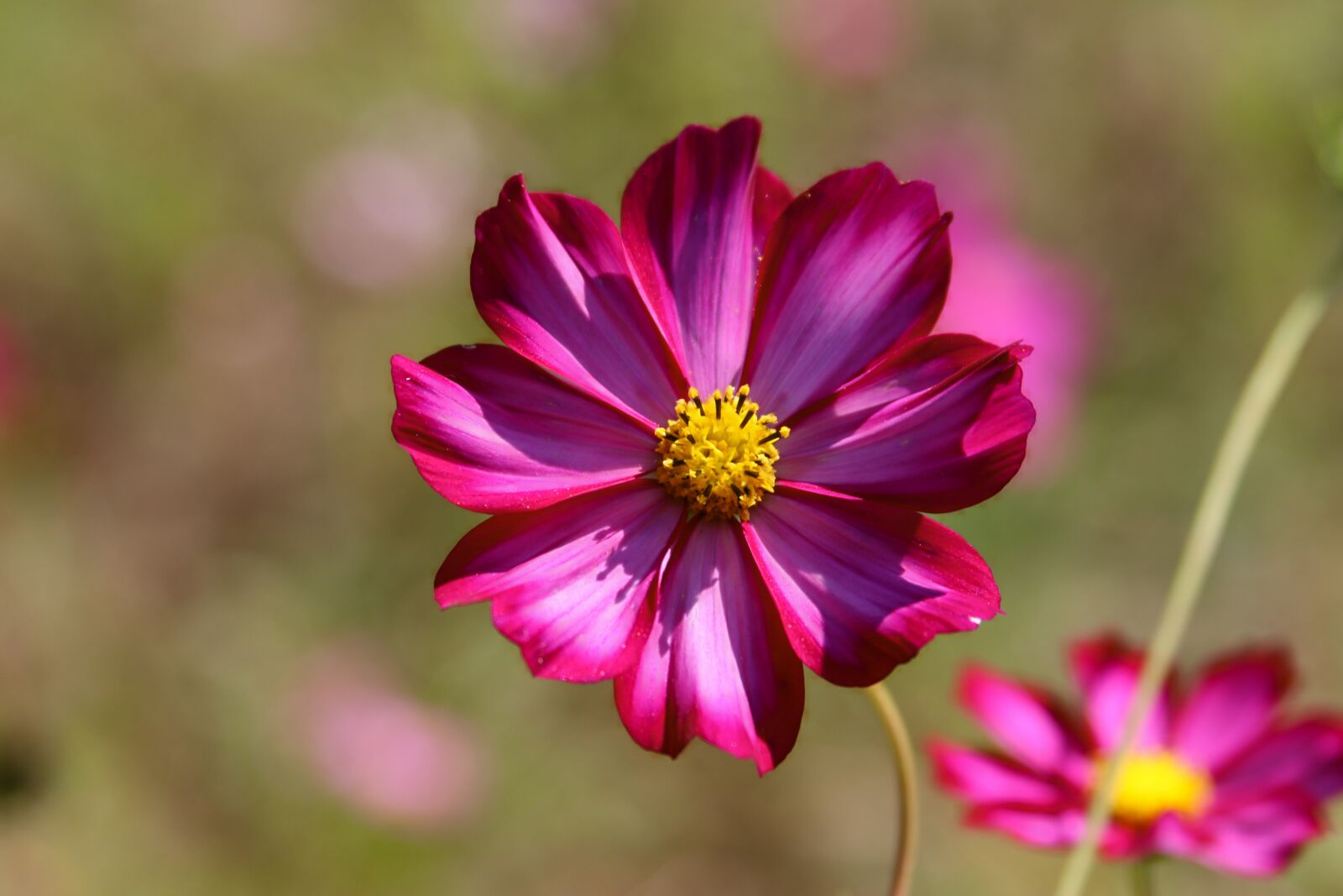 Canon EF 28-135mm F3.5-5.6 IS USM sample photo. Flowers, code text, pink photography