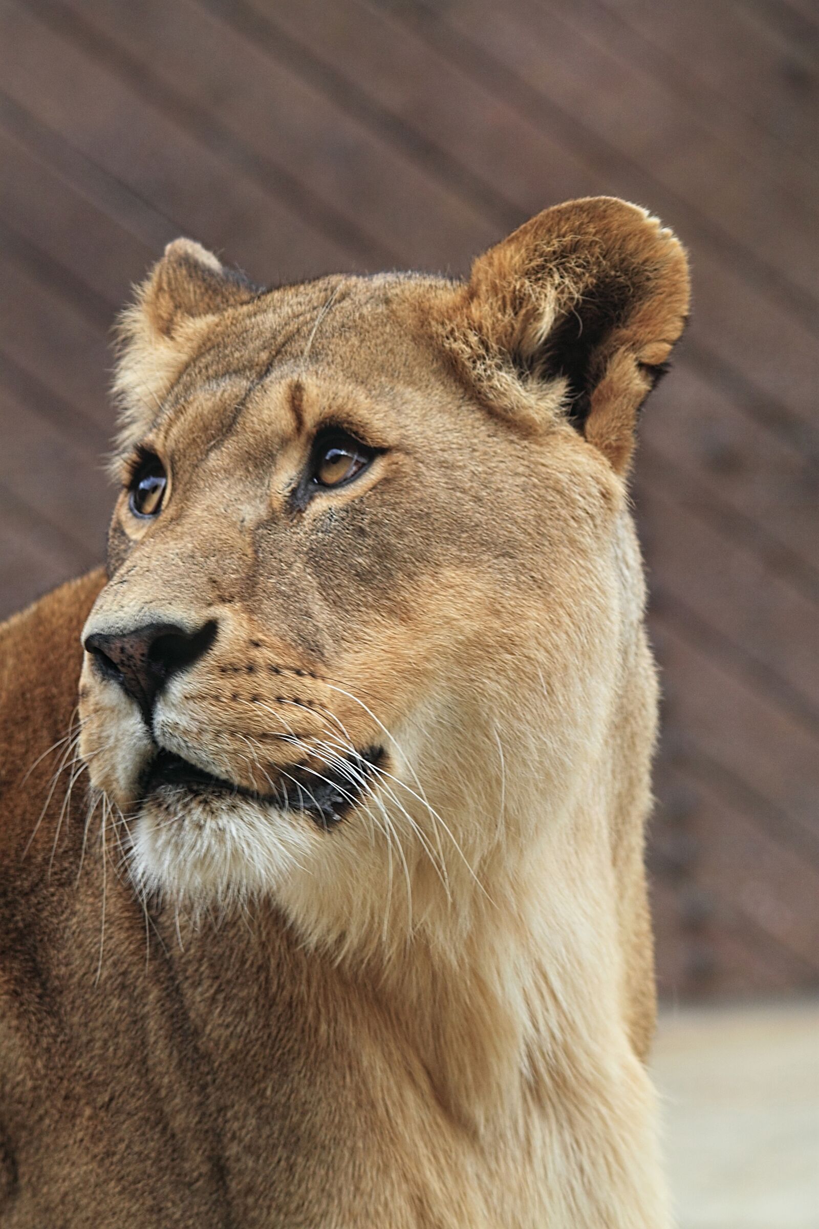 Canon EOS 500D (EOS Rebel T1i / EOS Kiss X3) sample photo. Lioness, african, cat photography
