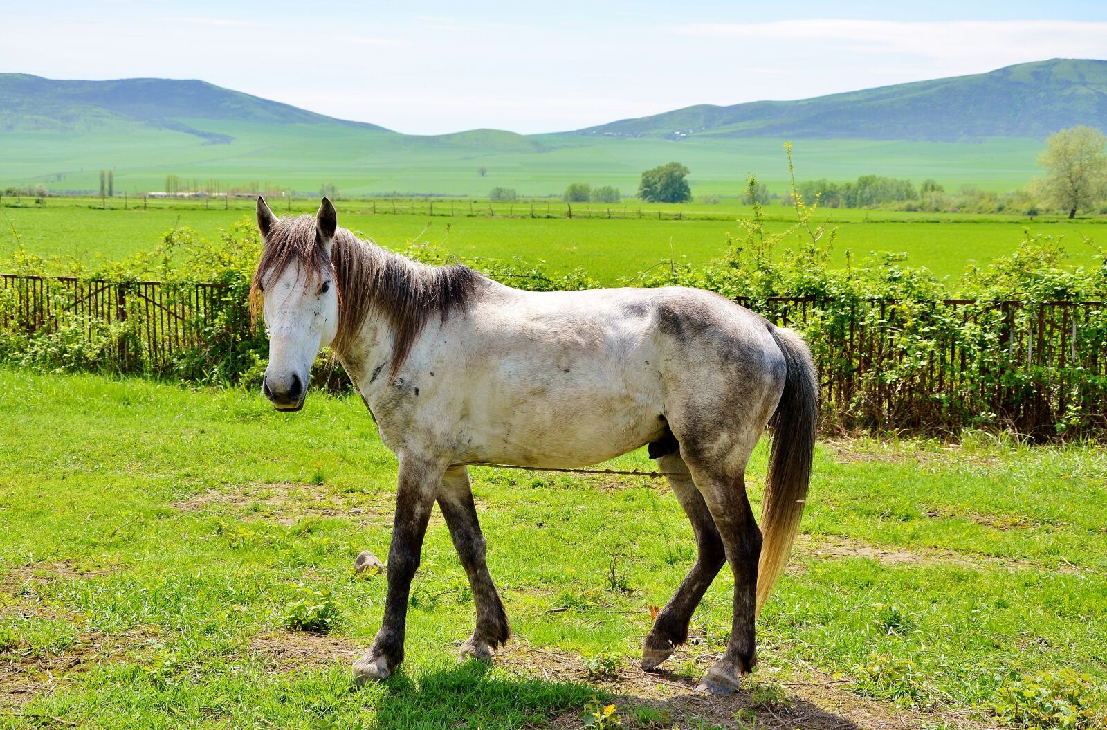 Nikon D7000 sample photo. White, horses, animal photography