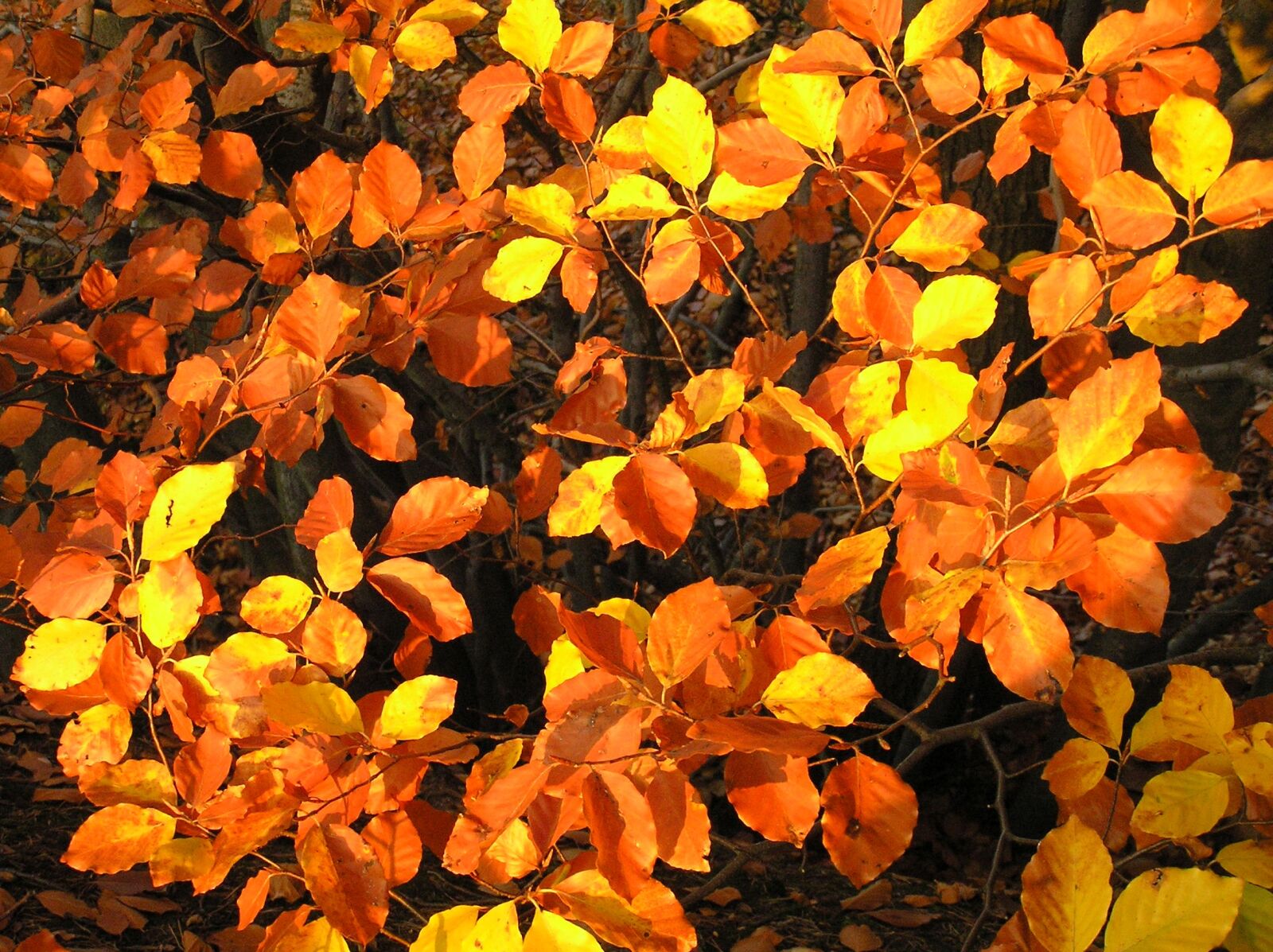 Olympus C770UZ sample photo. Leaves, autumn, colors photography
