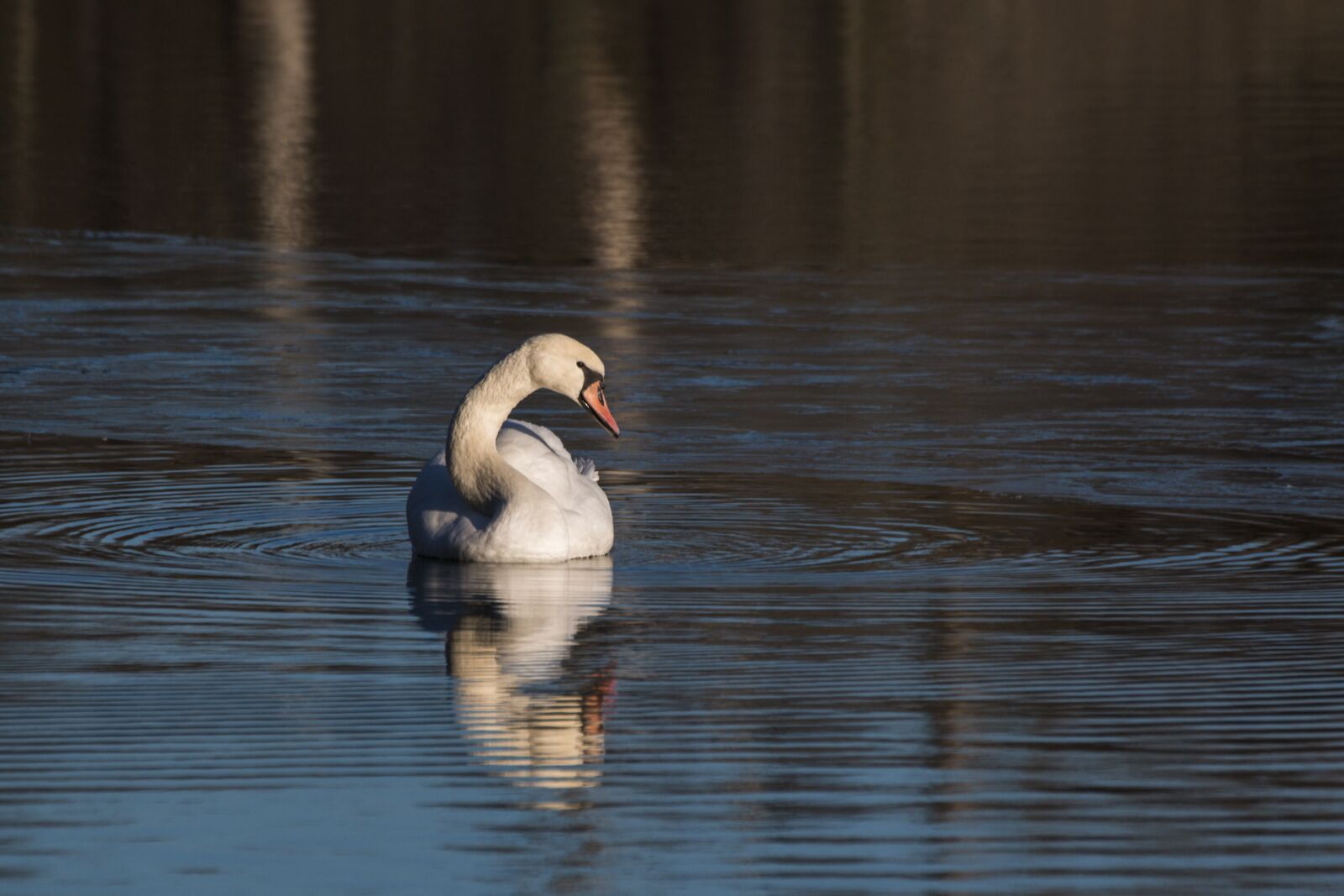 Canon EOS 70D sample photo. Swan, animal, bird photography