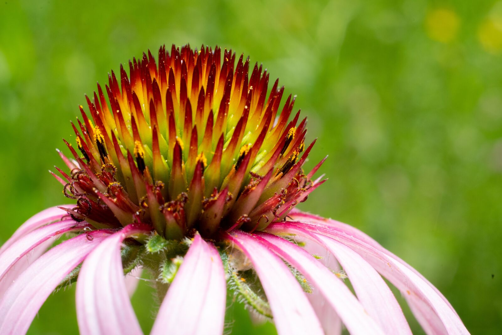 Sony a7 II + Sony FE 50mm F1.8 sample photo. Flower, nature, blossom photography