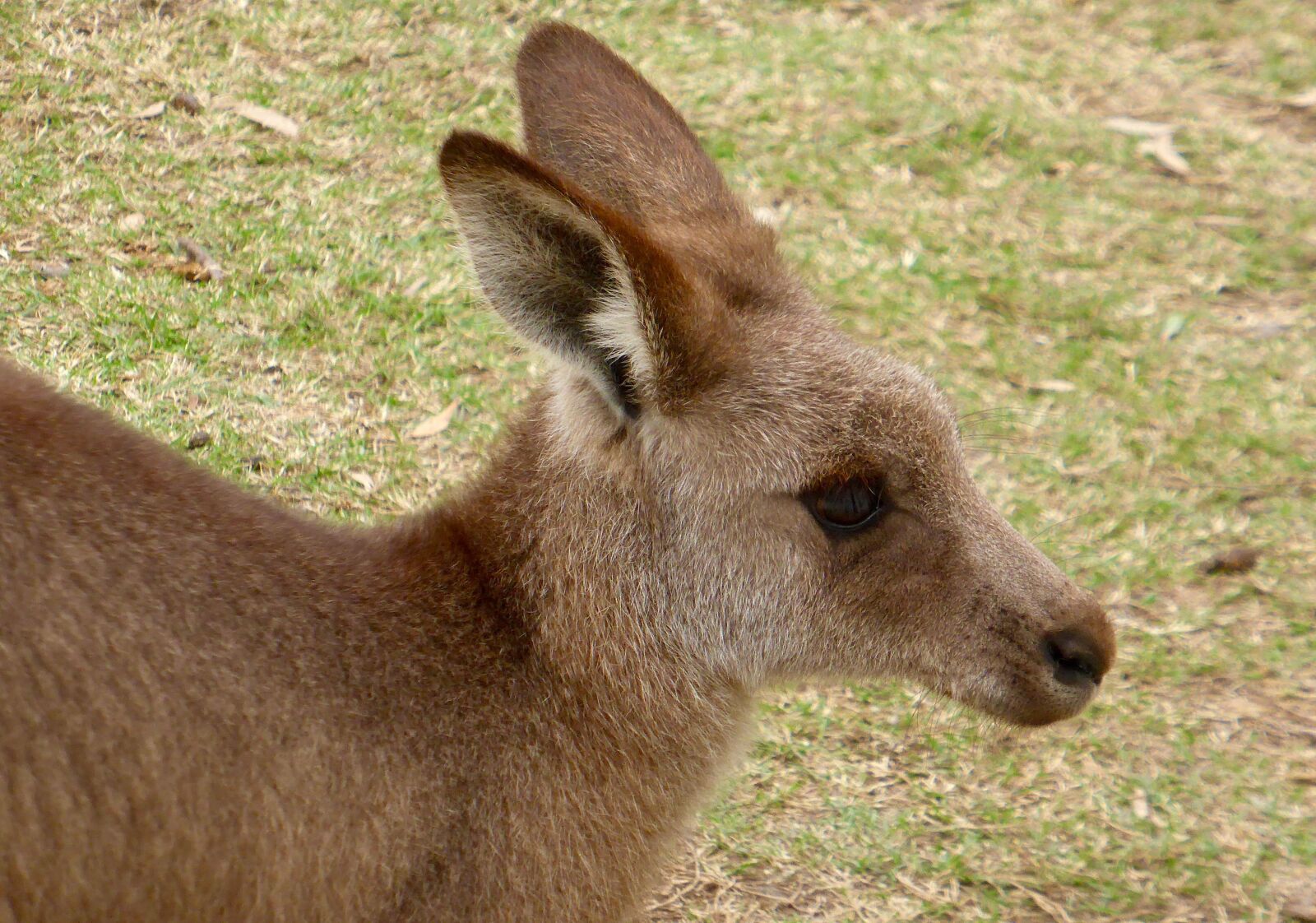 Panasonic DMC-TZ41 sample photo. Kangaroo, face, australia photography