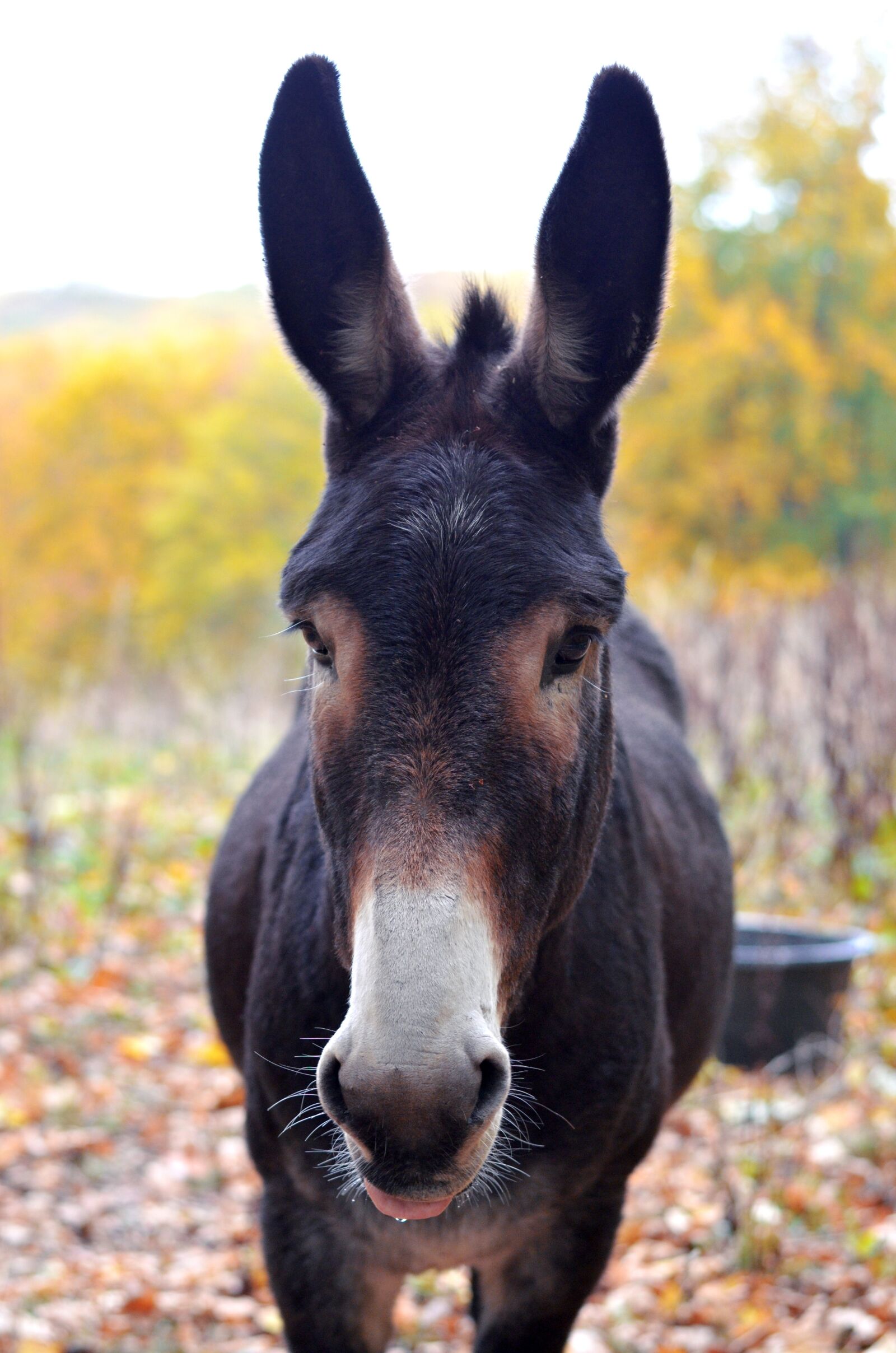 Nikon D5100 sample photo. Donkey, animal, head photography
