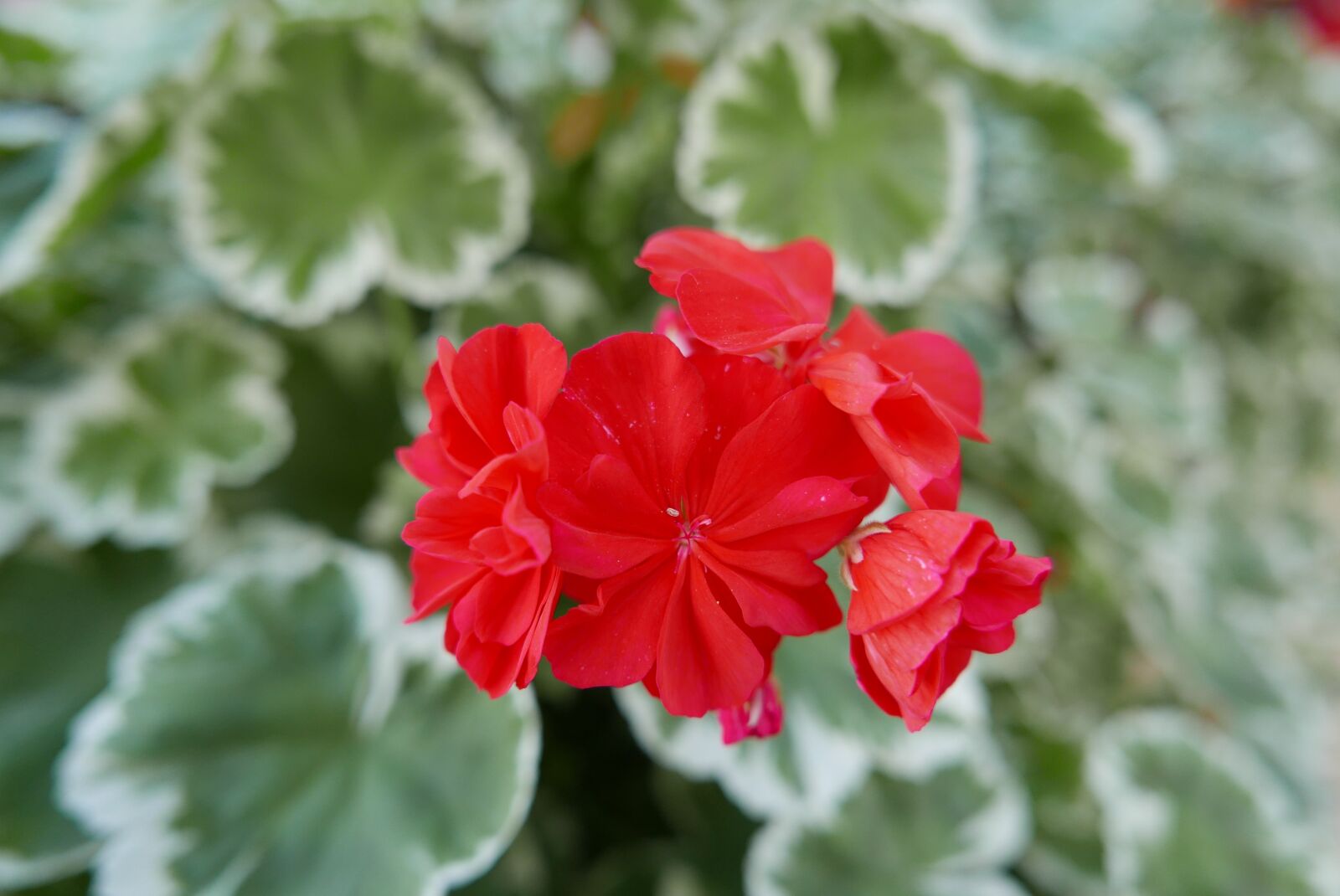 Panasonic Lumix DMC-LX100 sample photo. Red flower, plant, flower photography