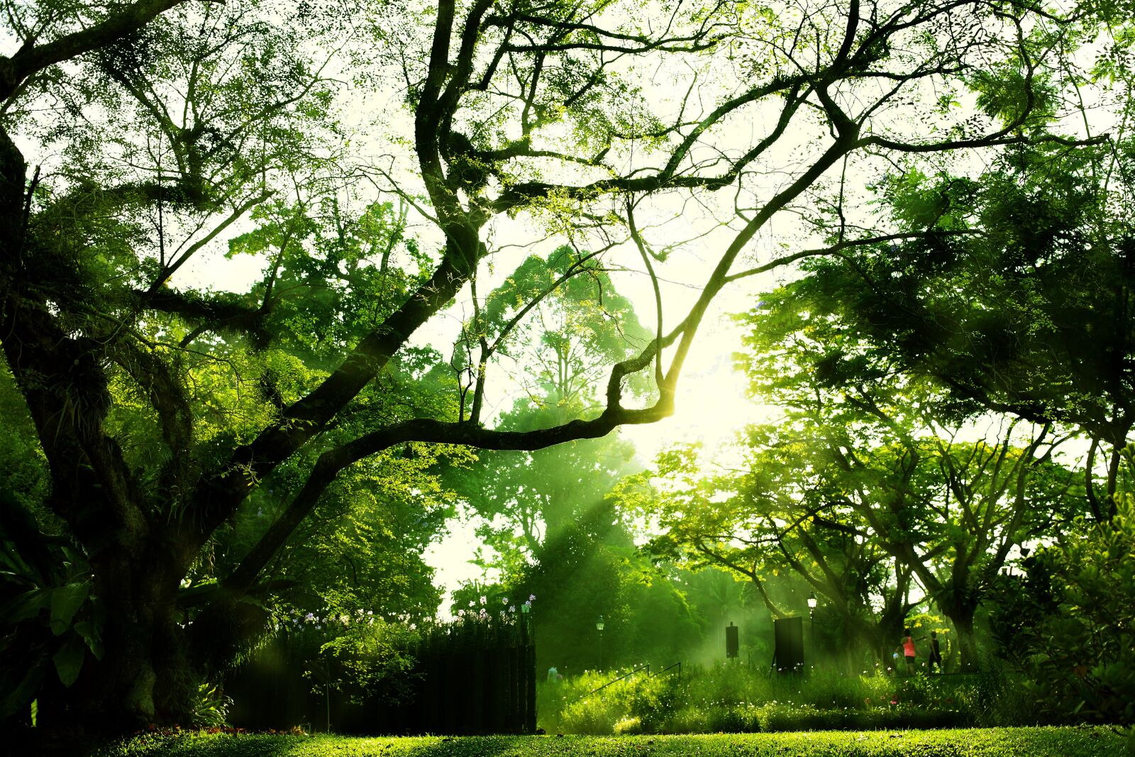 Canon EOS 5D Mark II sample photo. Nature, singapore, park photography