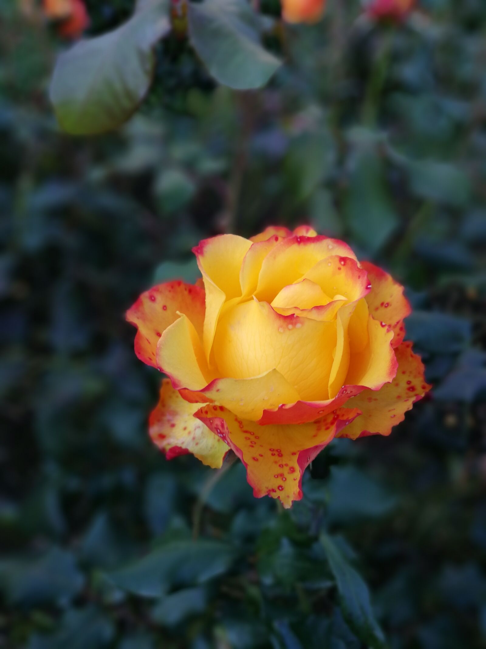 HUAWEI P10 sample photo. Flower, leaf, nature photography