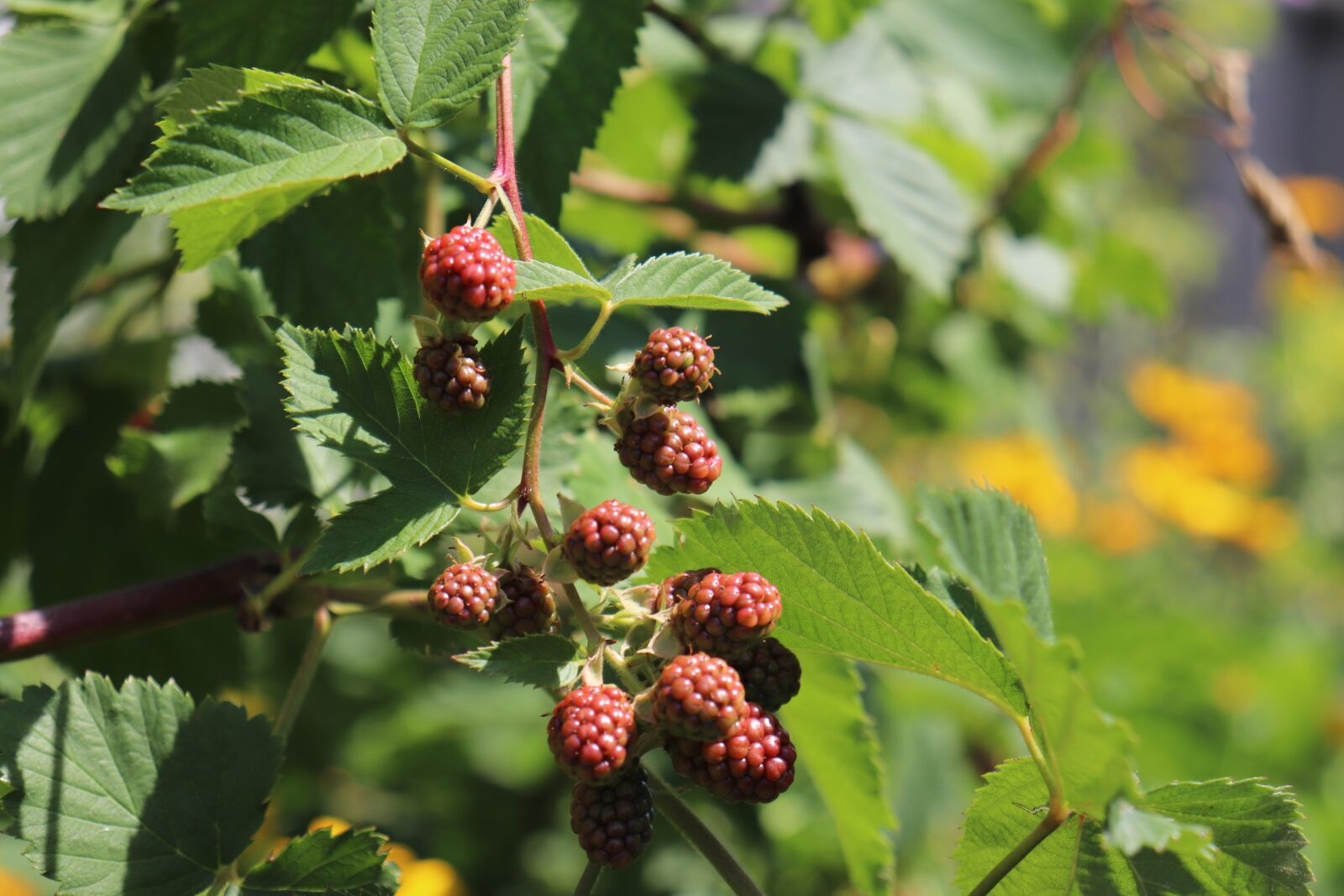Canon EOS 200D (EOS Rebel SL2 / EOS Kiss X9) sample photo. Blackberries, fruit, plant photography