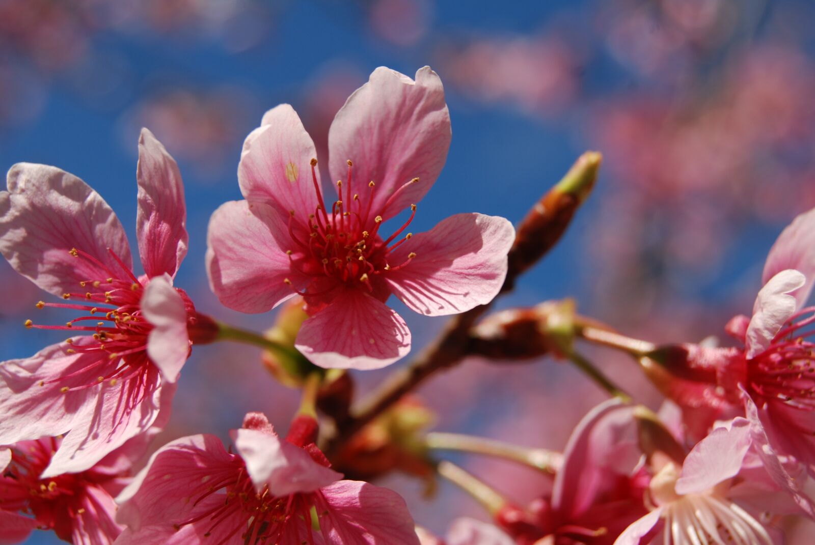 Nikon D40X sample photo. Flower, cherry blossoms, pink photography