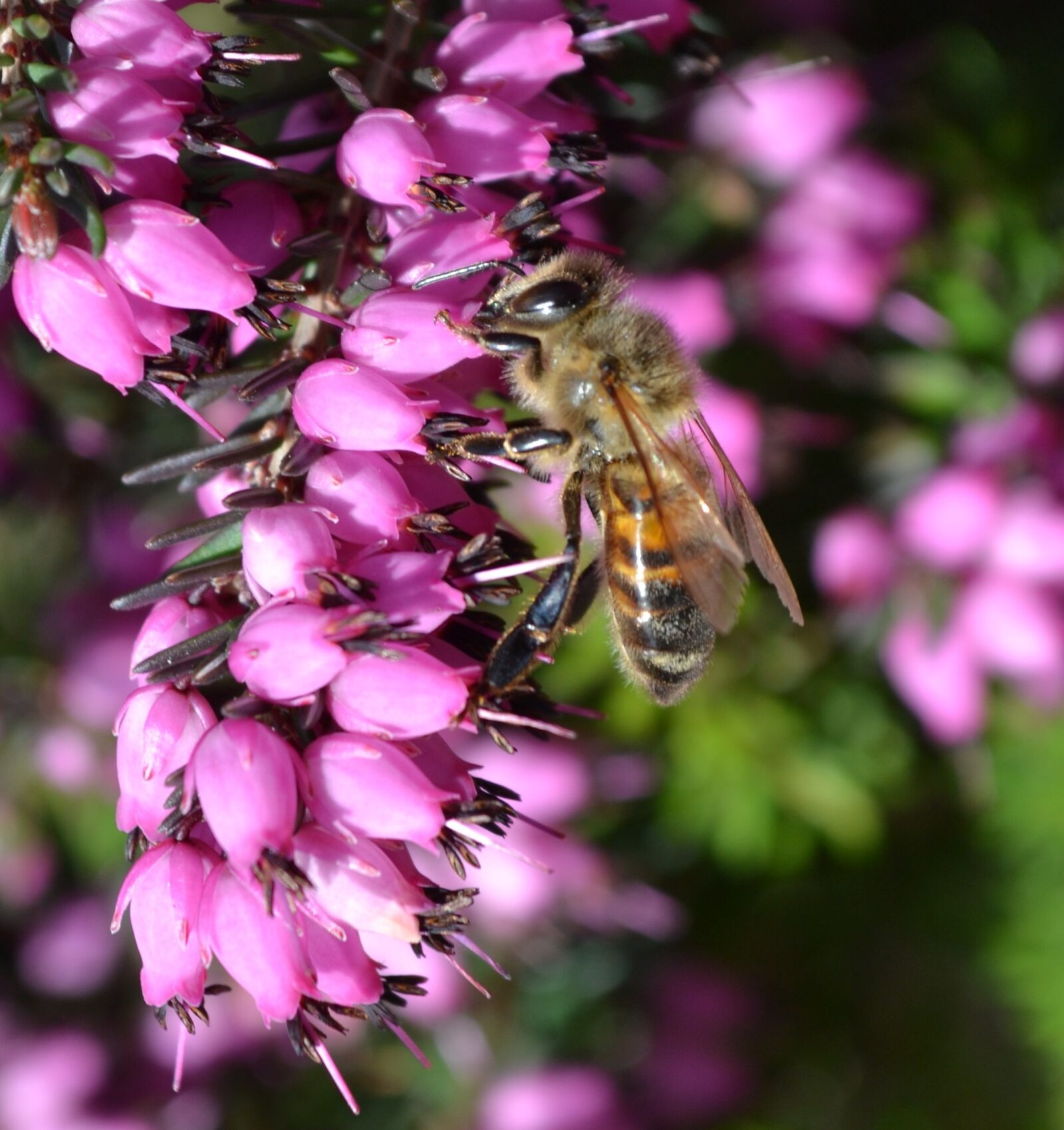 Nikon D3100 sample photo. Insect, flower, nature photography