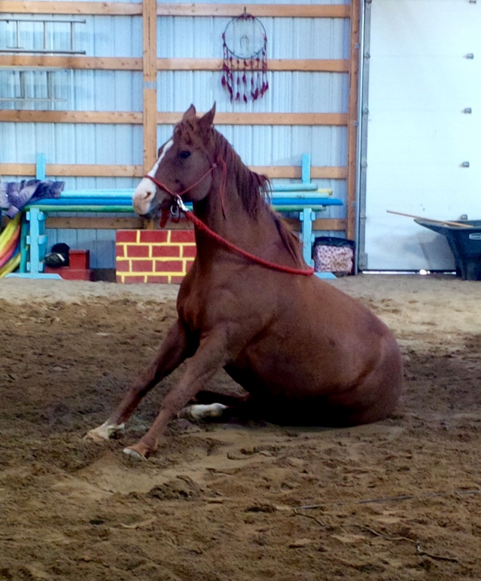 BlackBerry Z10 sample photo. Equine, connection photography