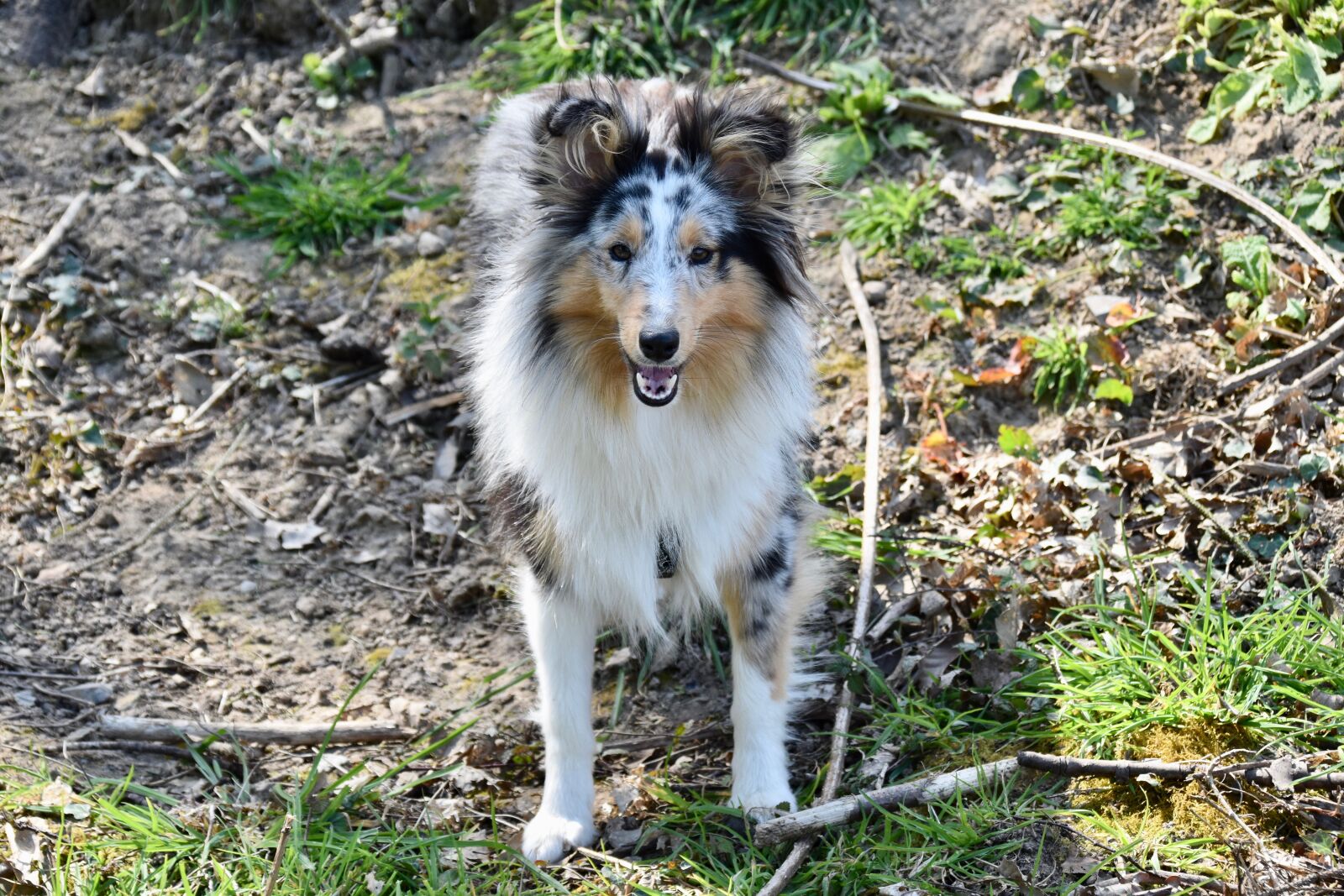 Nikon D5600 sample photo. Dog, bitch, dog portrait photography