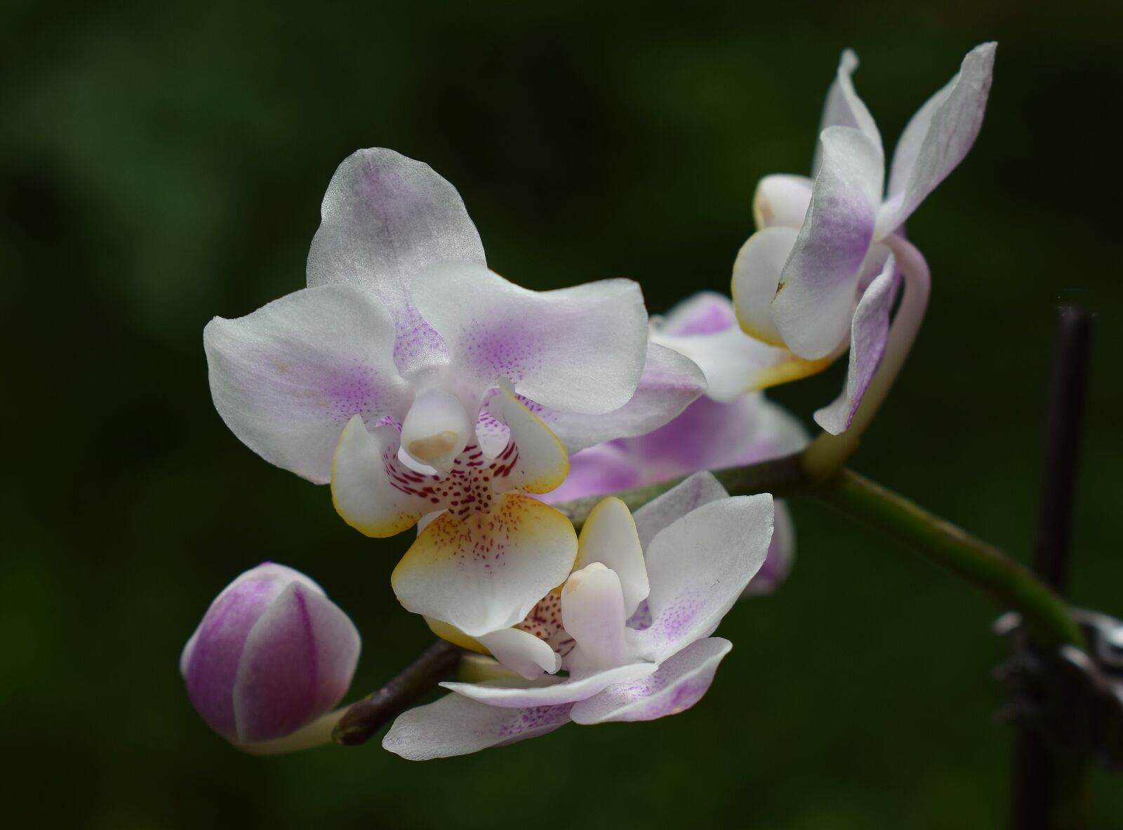 Nikon D3300 sample photo. Miniature hybrid phalaenopsis, phalaenopsis photography