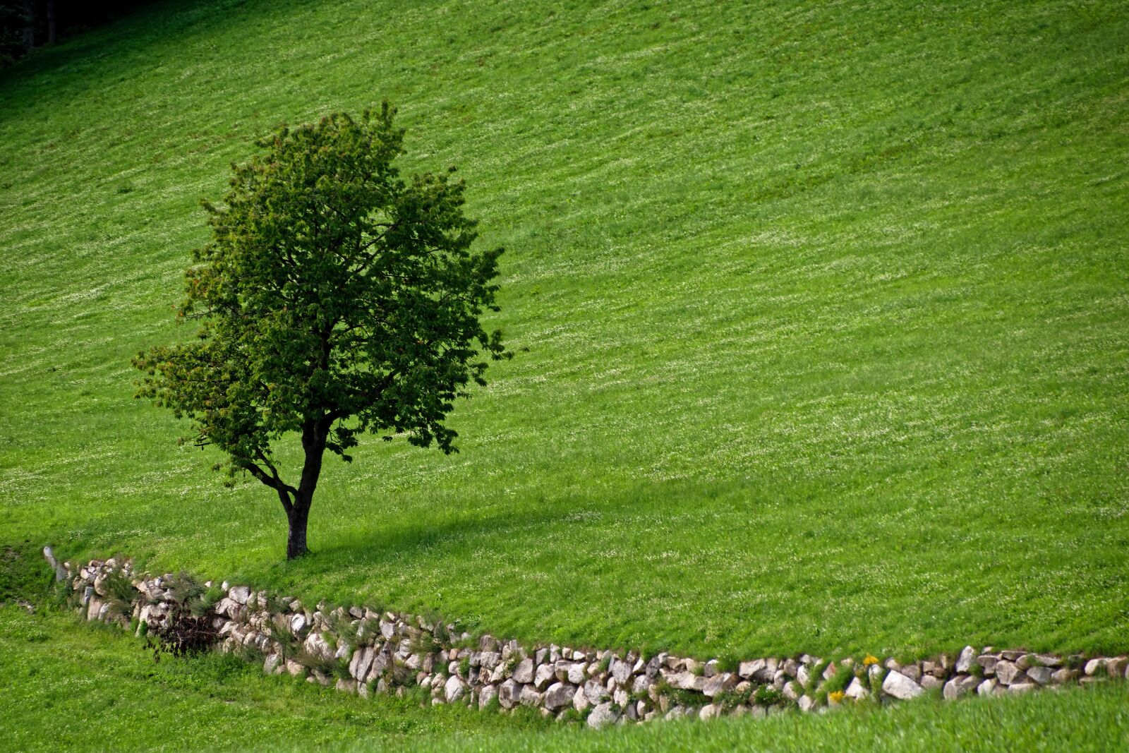 Nikon D5300 sample photo. Tree, nature, landscape photography