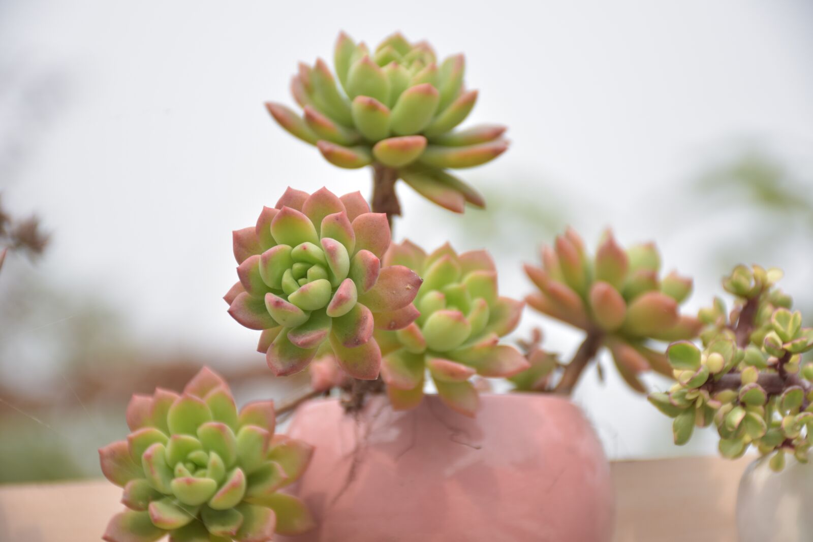 Nikon D3400 sample photo. Succulent plants, the fleshy photography