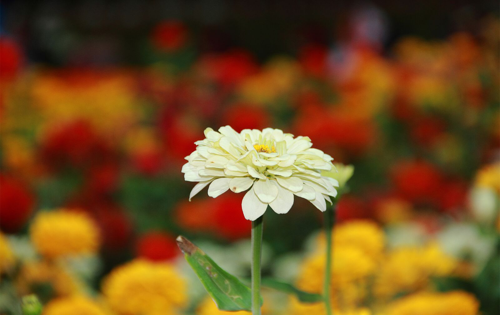 Canon EOS 60D sample photo. Flower, white, yellow photography