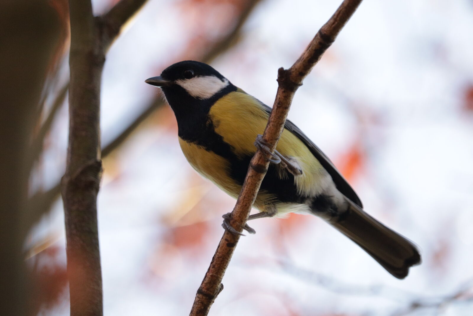 Canon EOS M50 Mark II (EOS Kiss M2) sample photo. Great tit photography