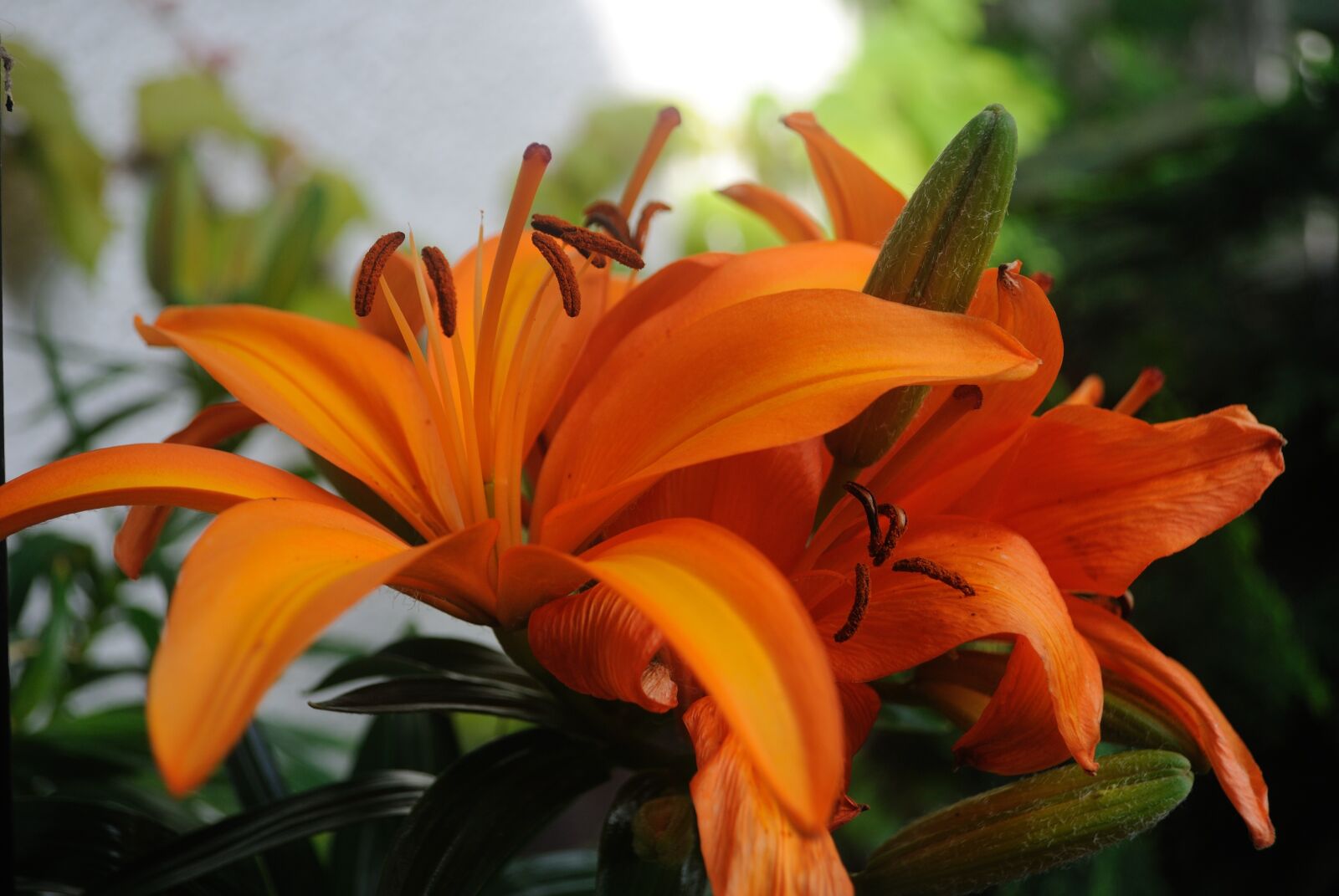 Nikon D3000 sample photo. Large blooms, orange, flower photography